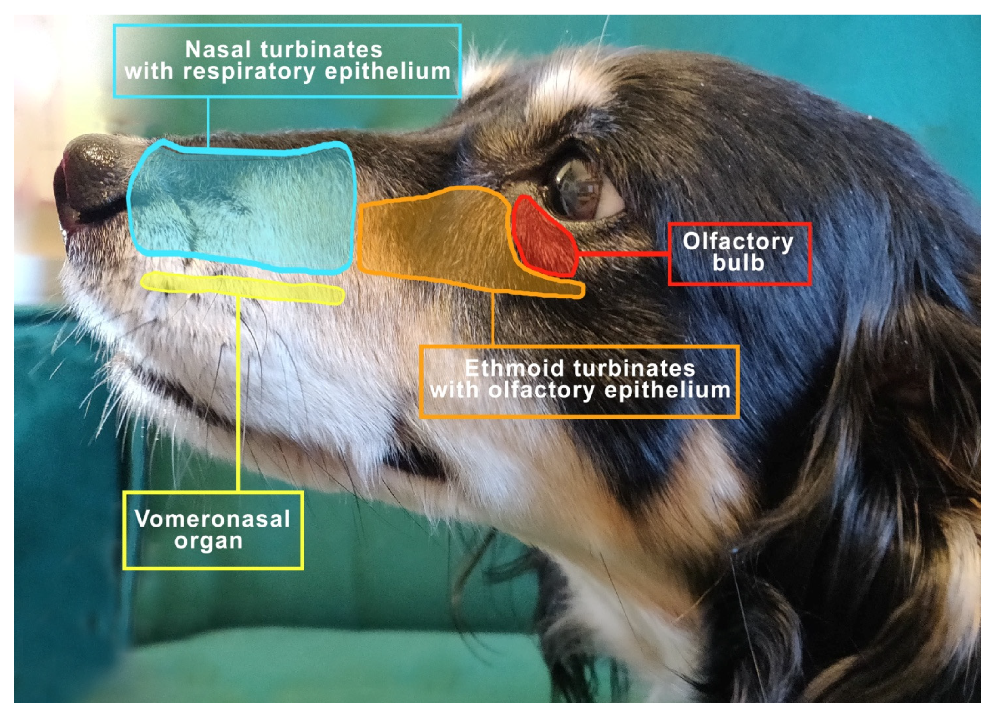 Animals | Free Full-Text | The Shape of the Nasal Cavity and Adaptations to  Sniffing in the Dog (Canis familiaris) Compared to Other Domesticated  Mammals: A Review Article