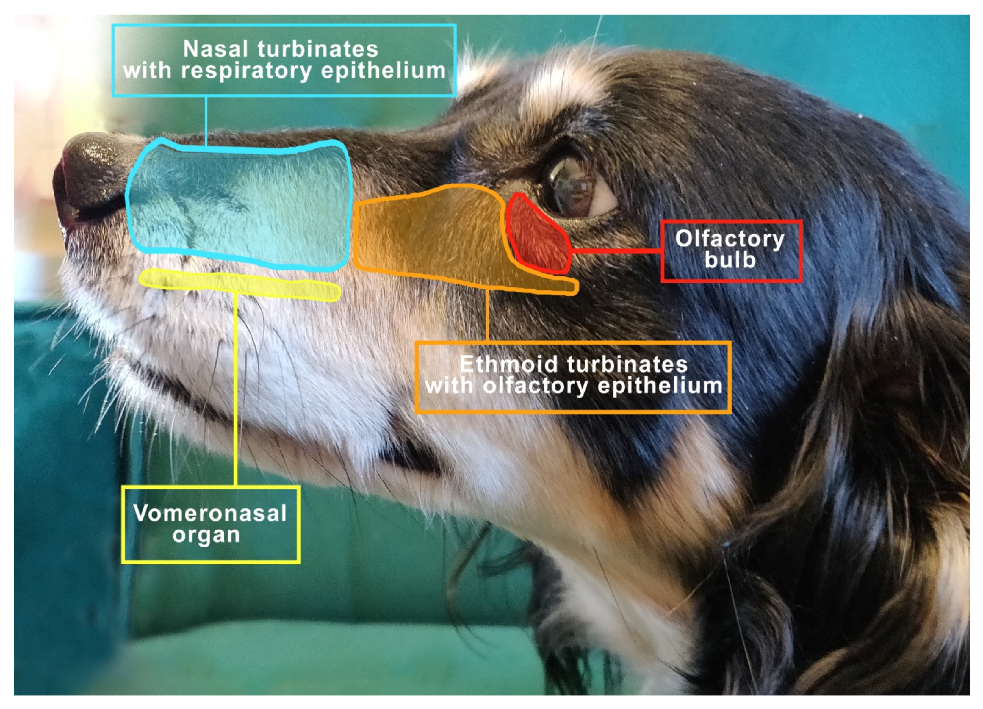 does a dog have tonsils