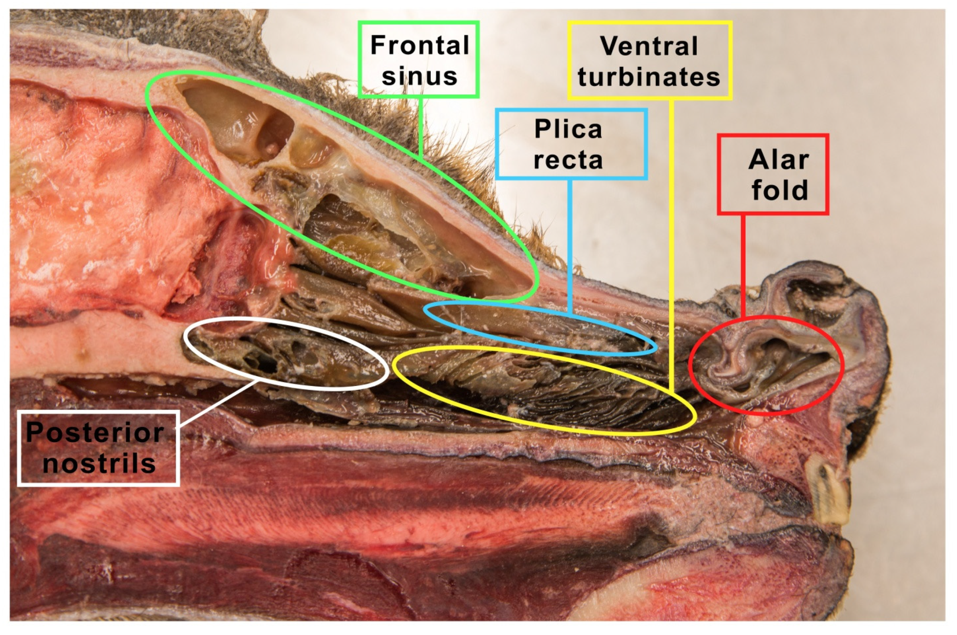 Animals | Free Full-Text | The Shape of the Nasal Cavity and Adaptations to  Sniffing in the Dog (Canis familiaris) Compared to Other Domesticated  Mammals: A Review Article