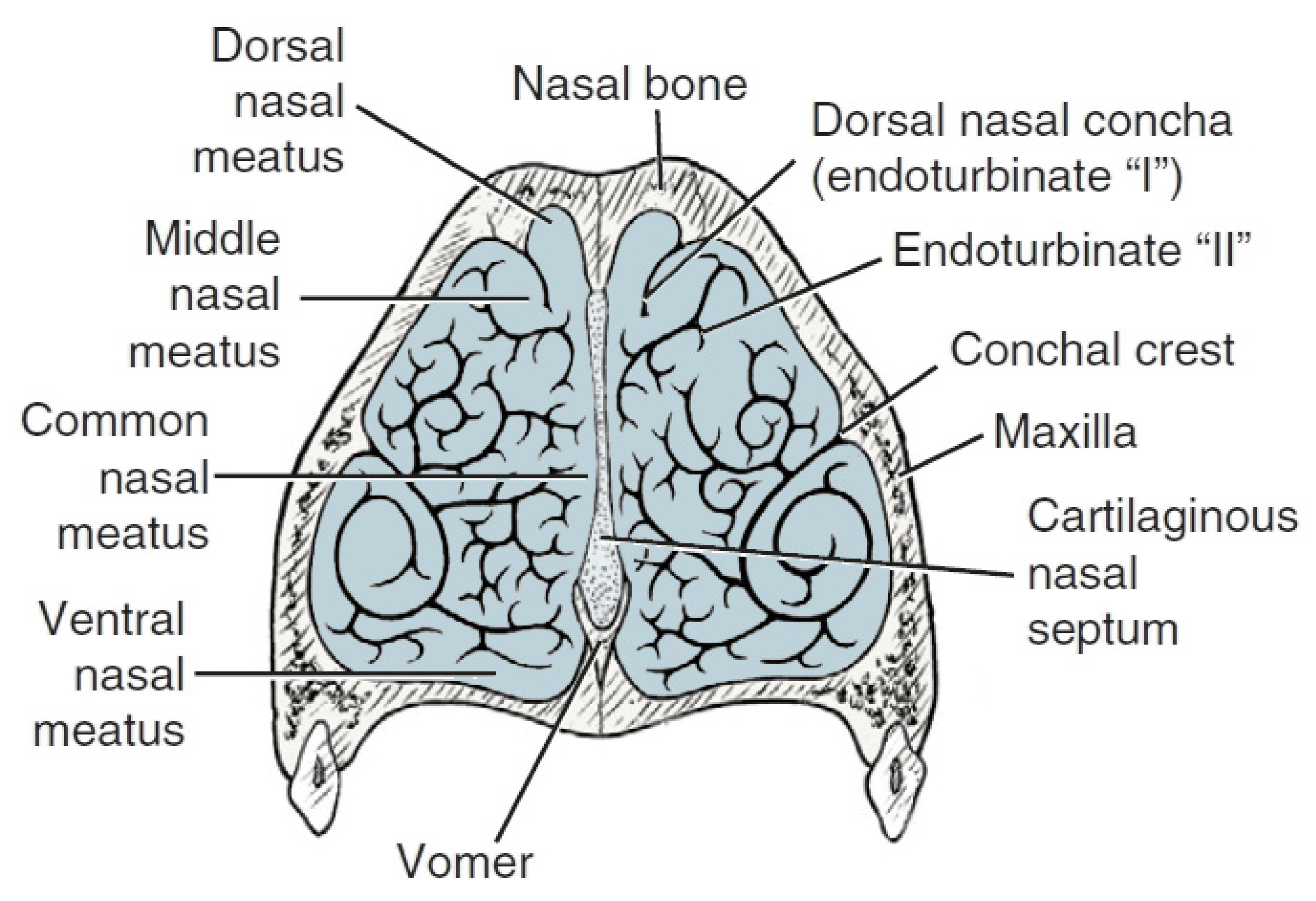 Animals | Free Full-Text | The Shape of the Nasal Cavity and Adaptations to  Sniffing in the Dog (Canis familiaris) Compared to Other Domesticated  Mammals: A Review Article