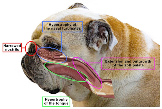 The Importance of Nose Work for Dogs and How to Train Dogs for It