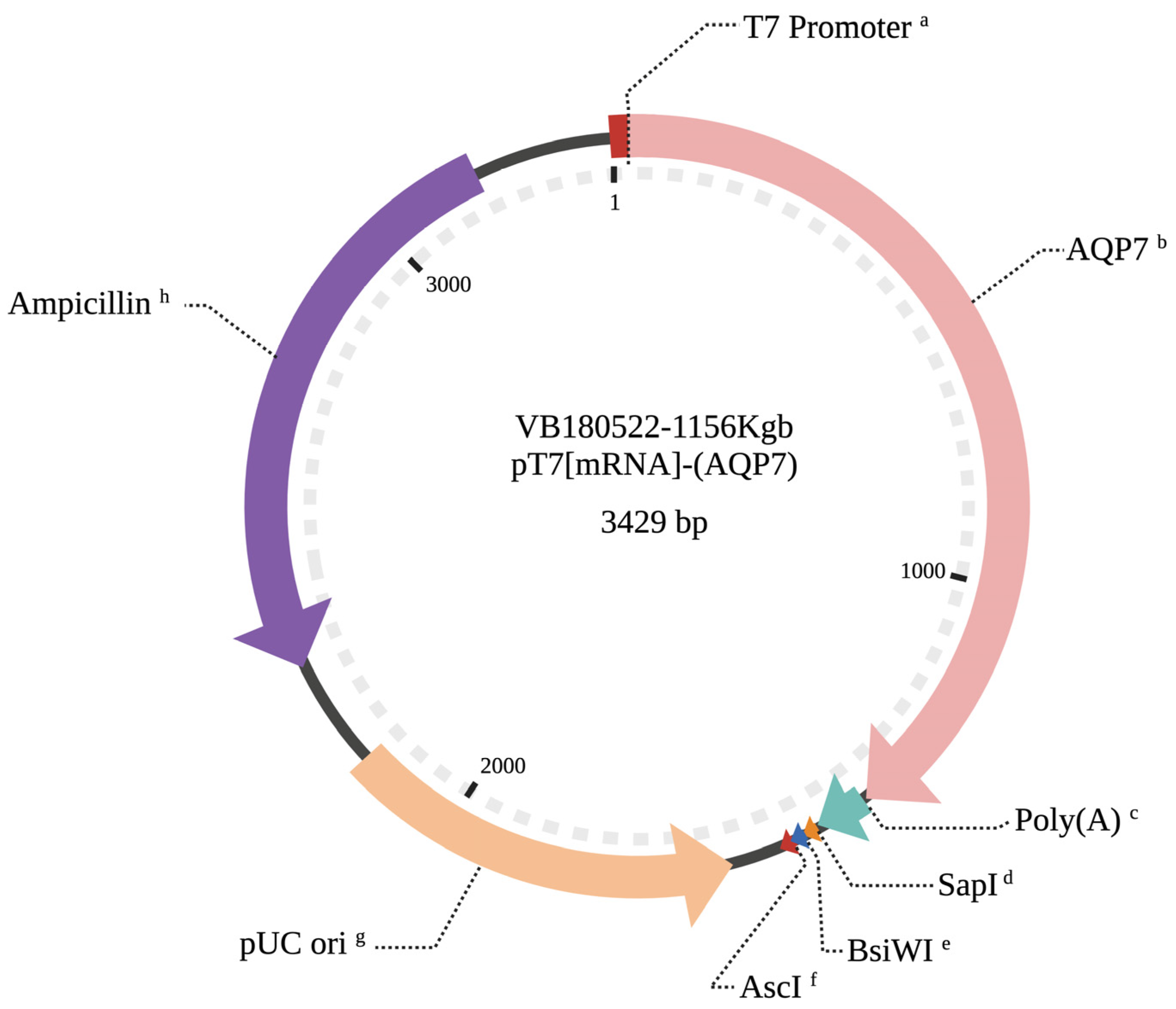 Animals | Free Full-Text | The Role of Aquaporin 7 in the Movement of Water and Cryoprotectants in Bovine In Vitro Matured Oocytes Animals | Free Full-Text | The Role of Aquaporin 7 in the Movement of Water and Cryoprotectants in Bovine In Vitro Matured Oocytes