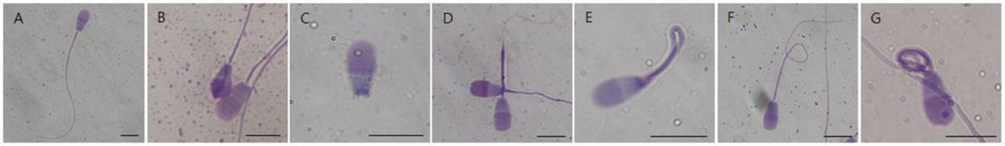 Animals 12 00535 g002 550