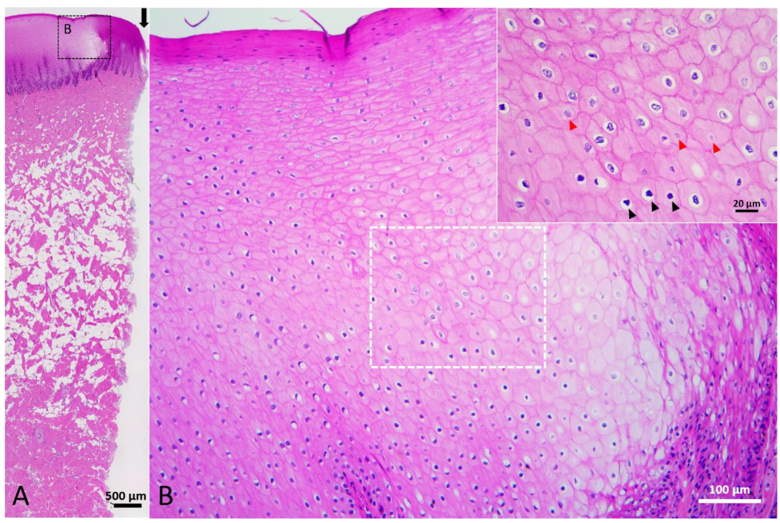 Animals 12 00537 g003 Animals 12 00537 g003