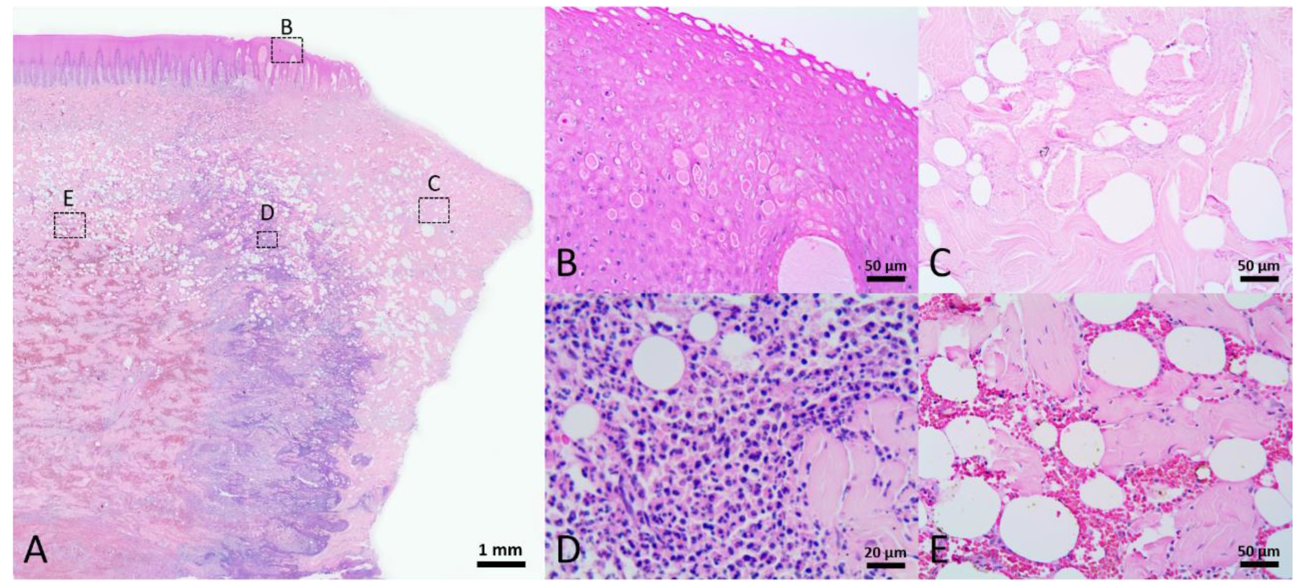 Animals 12 00537 g004 Animals 12 00537 g004