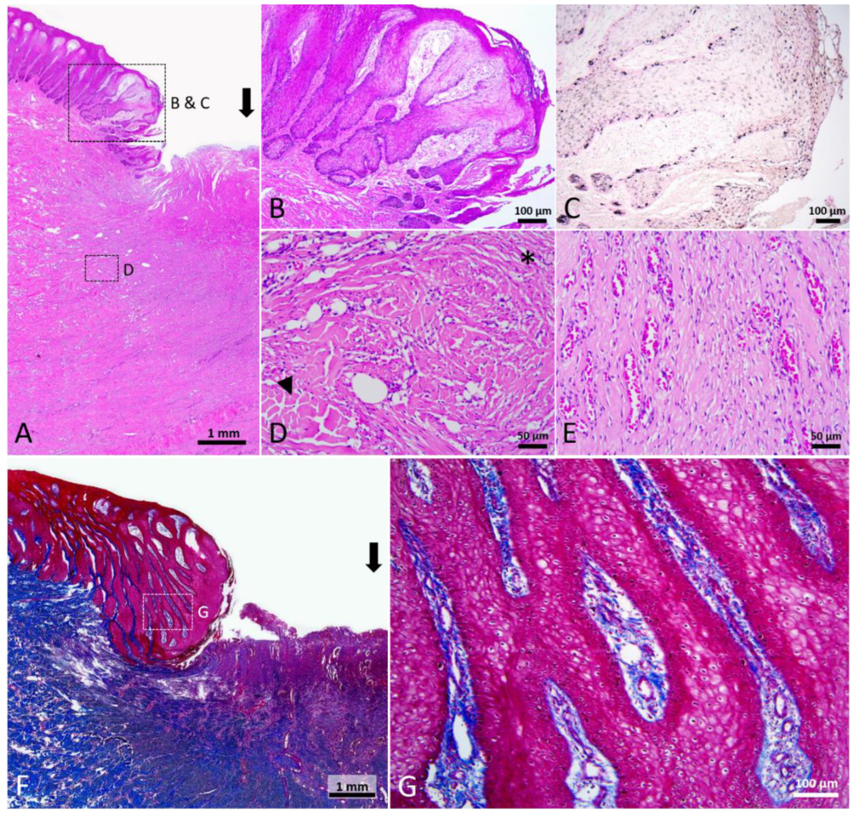 Animals 12 00537 g006 Animals 12 00537 g006