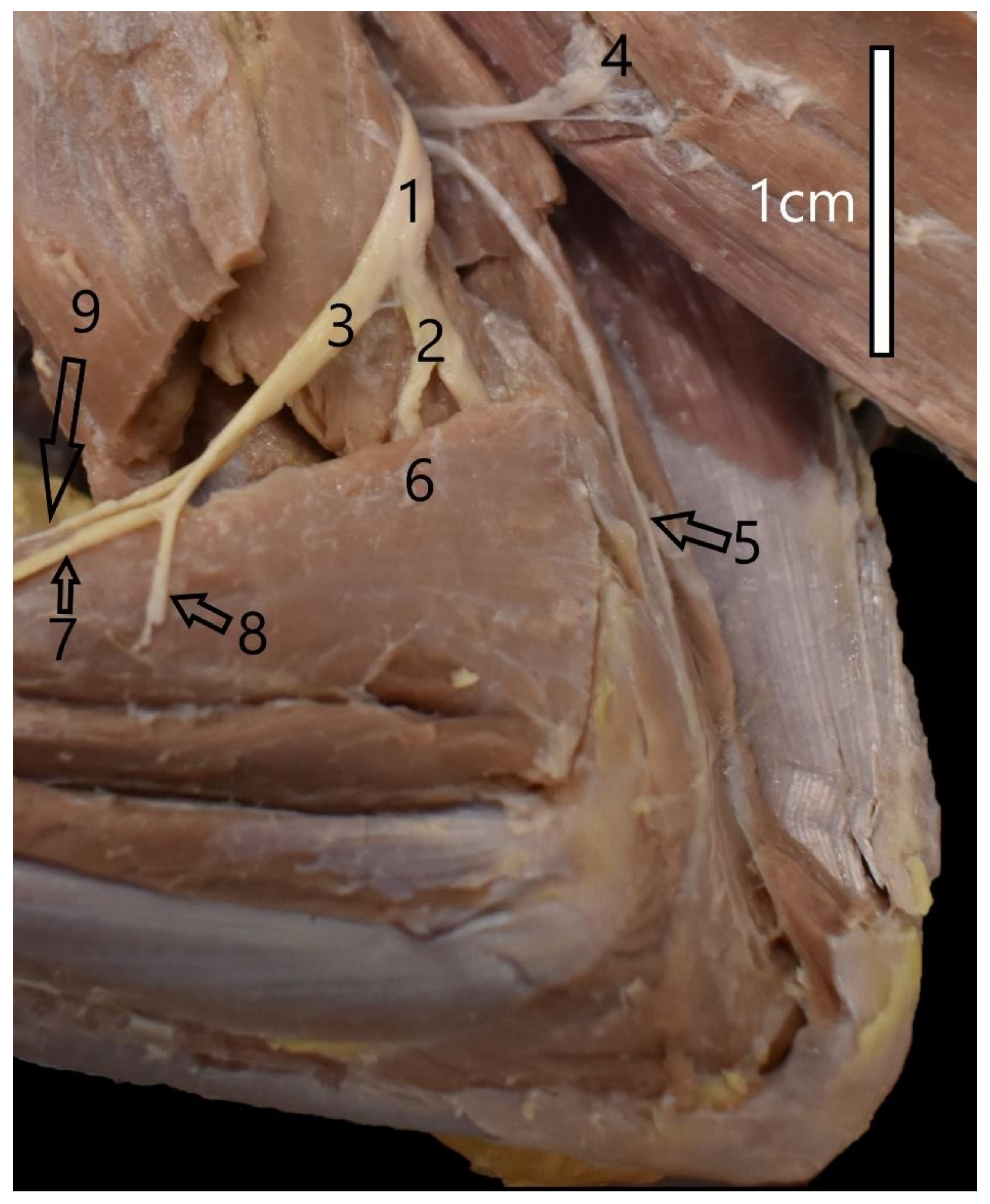 Animals 12 00566 g001