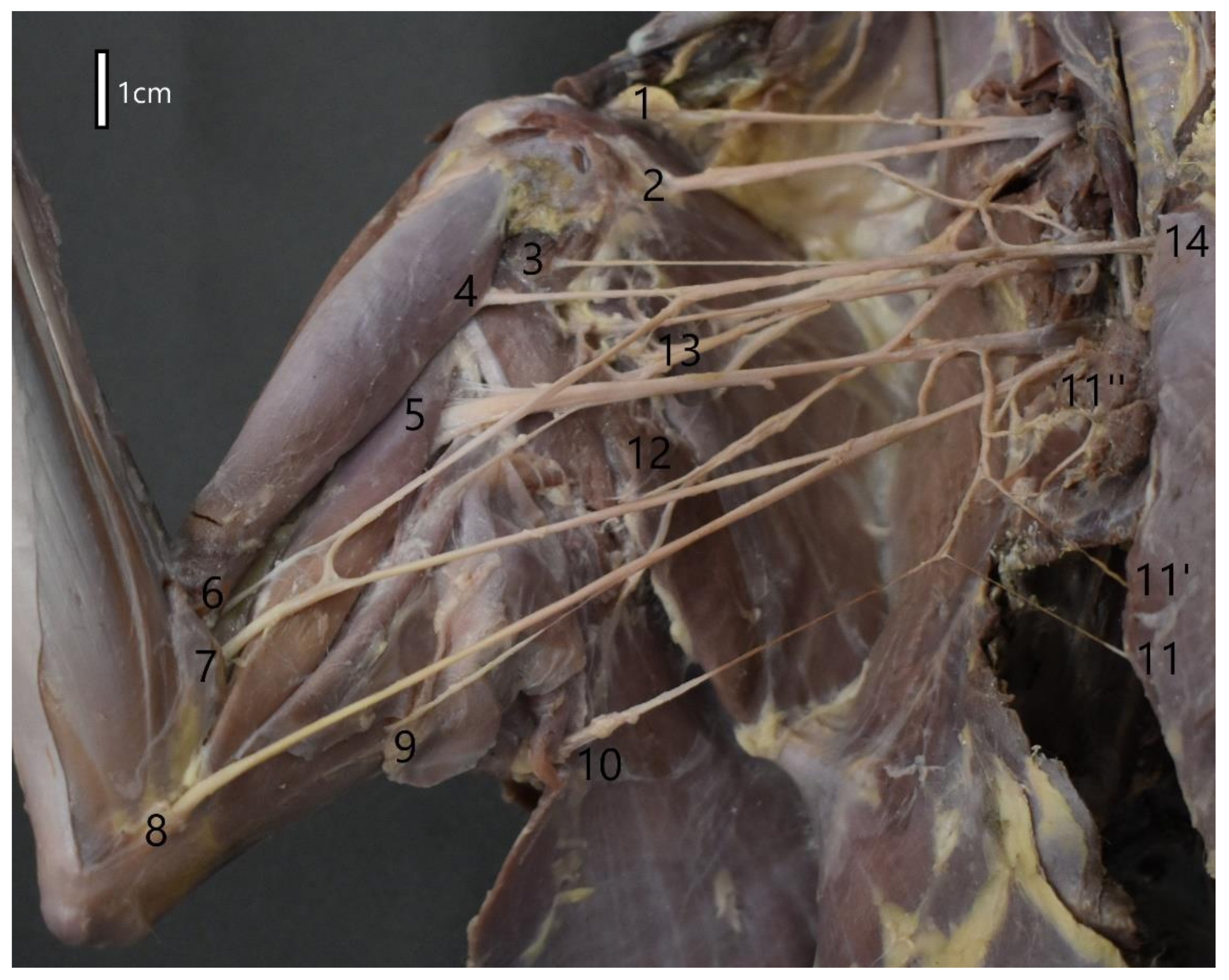 Animals 12 00566 g002