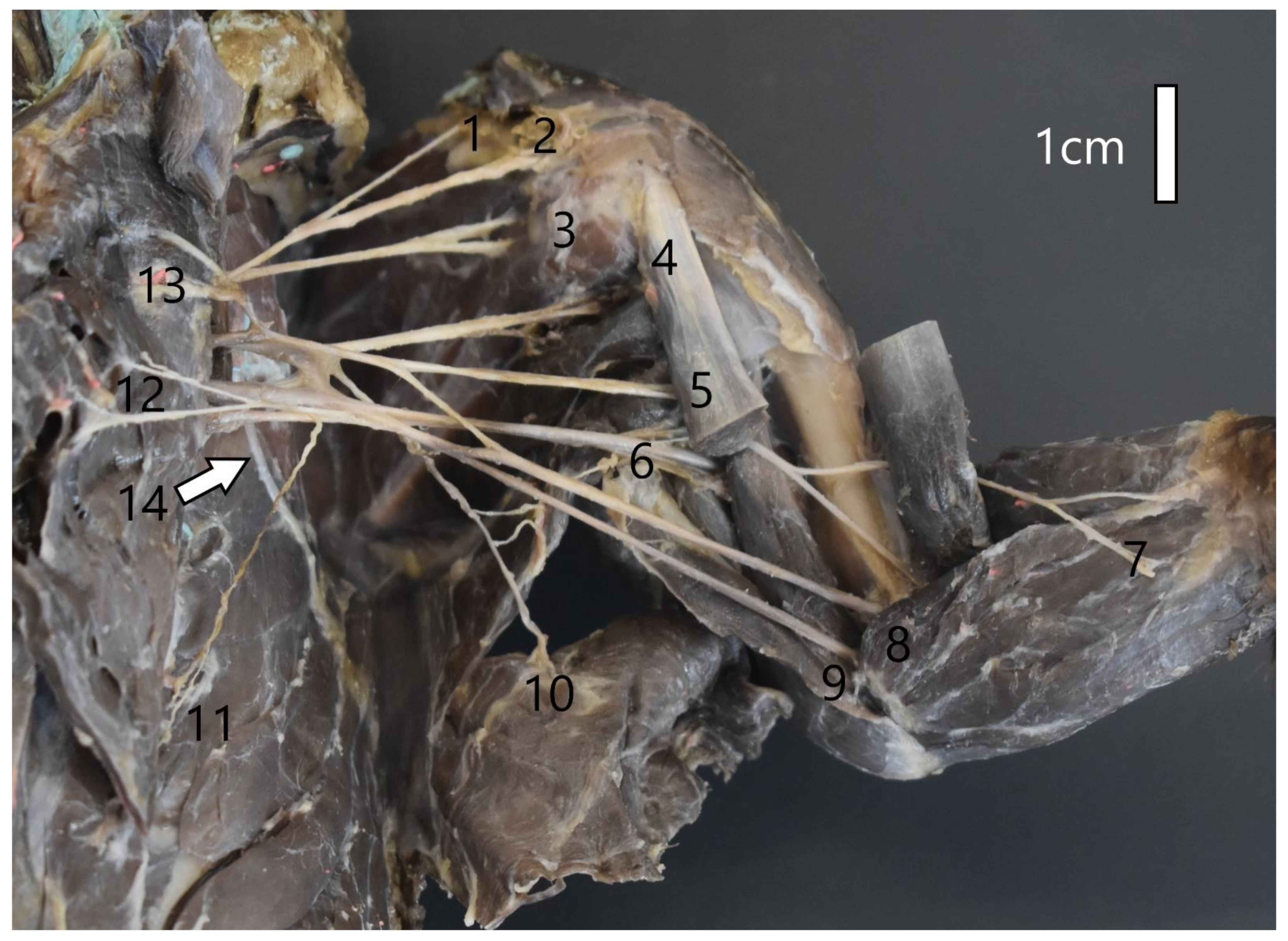 Animals 12 00566 g003