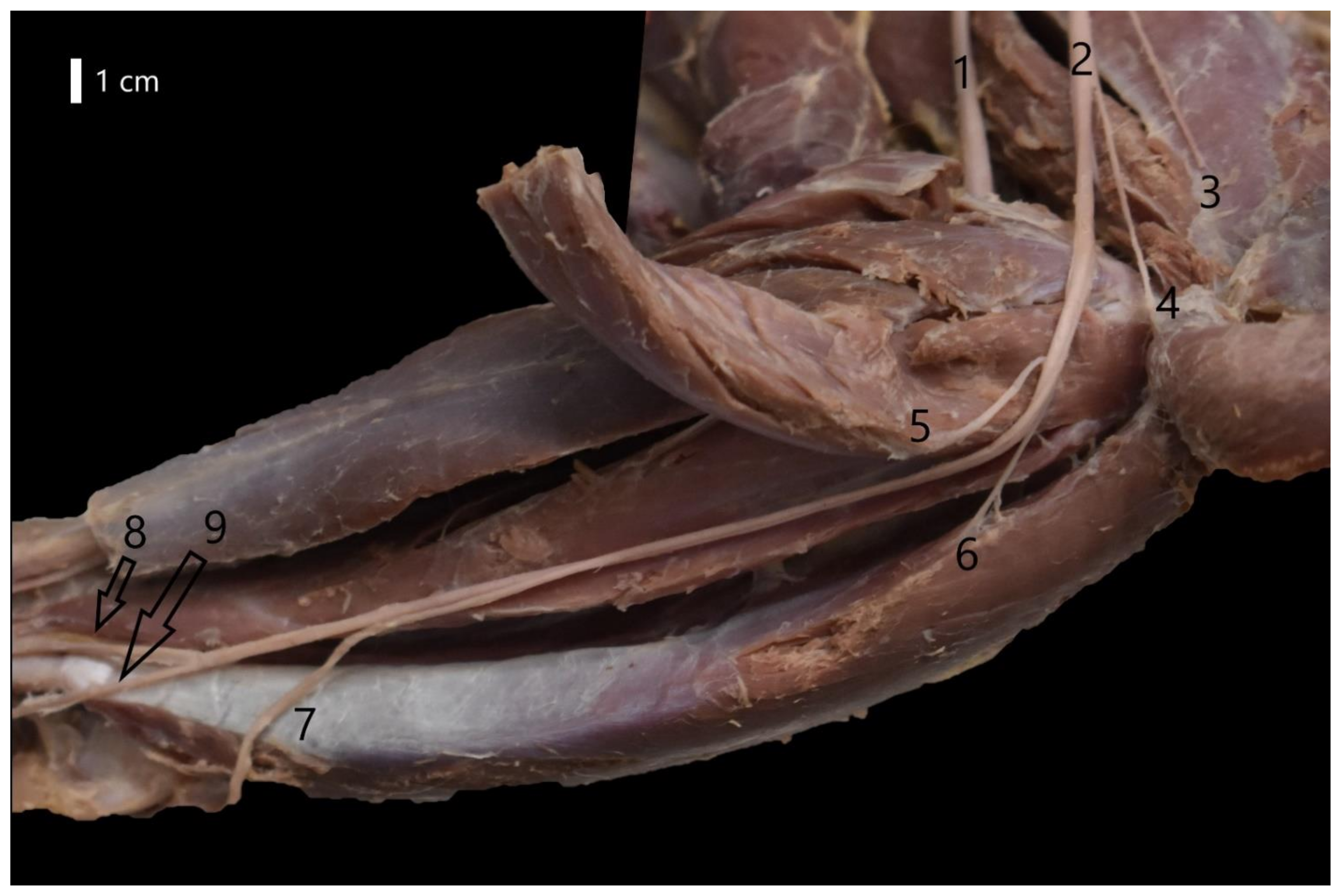 Animals 12 00566 g004