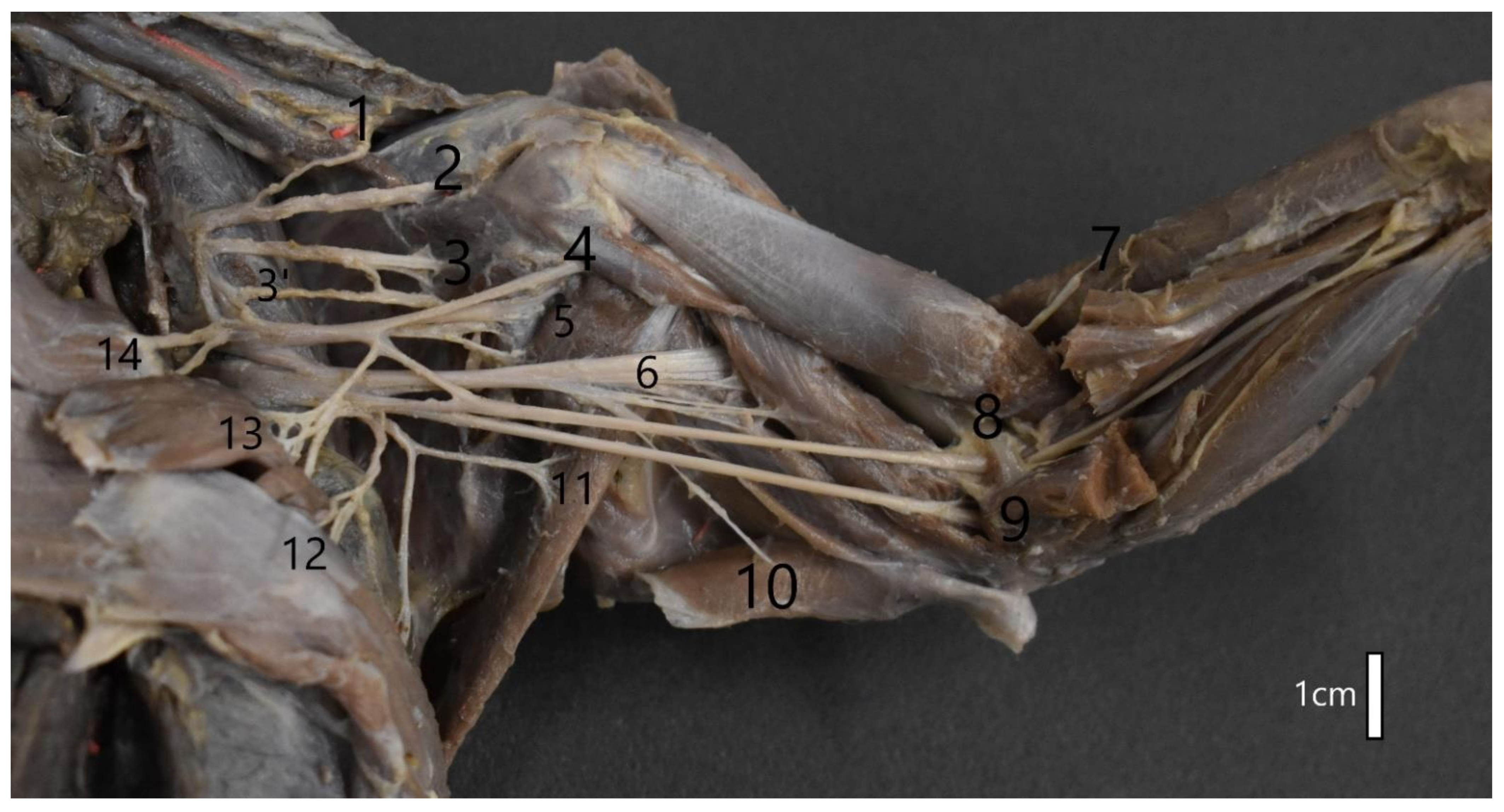 Animals 12 00566 g005