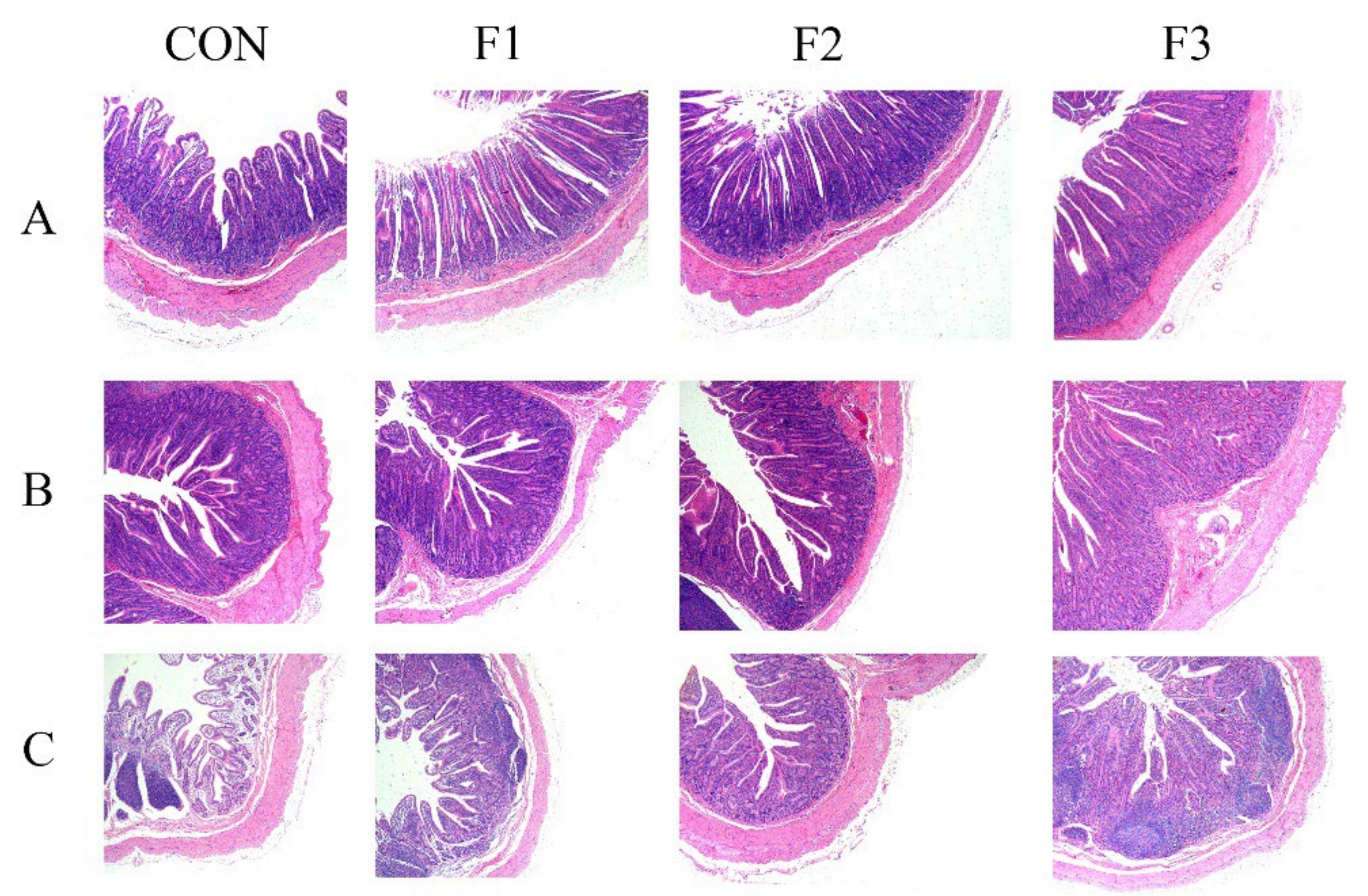 The Effects of Fucoidan Dietary Supplementation on Growth