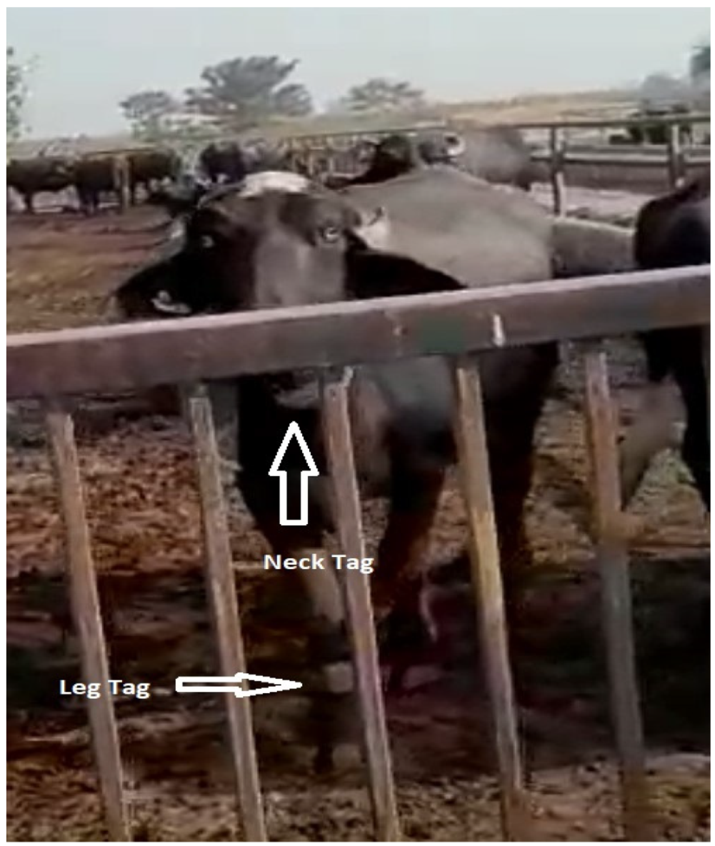 Animals 12 00578 g001