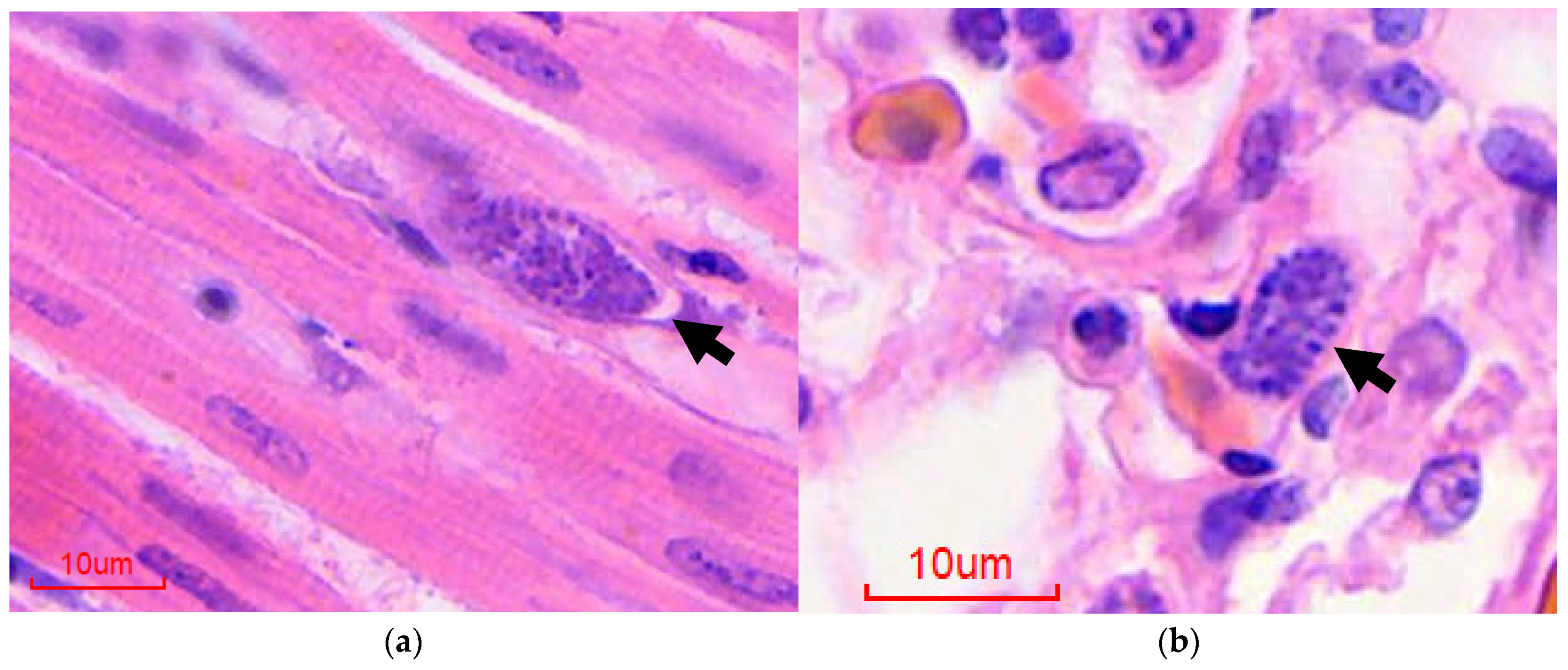 Animals 12 00600 g001