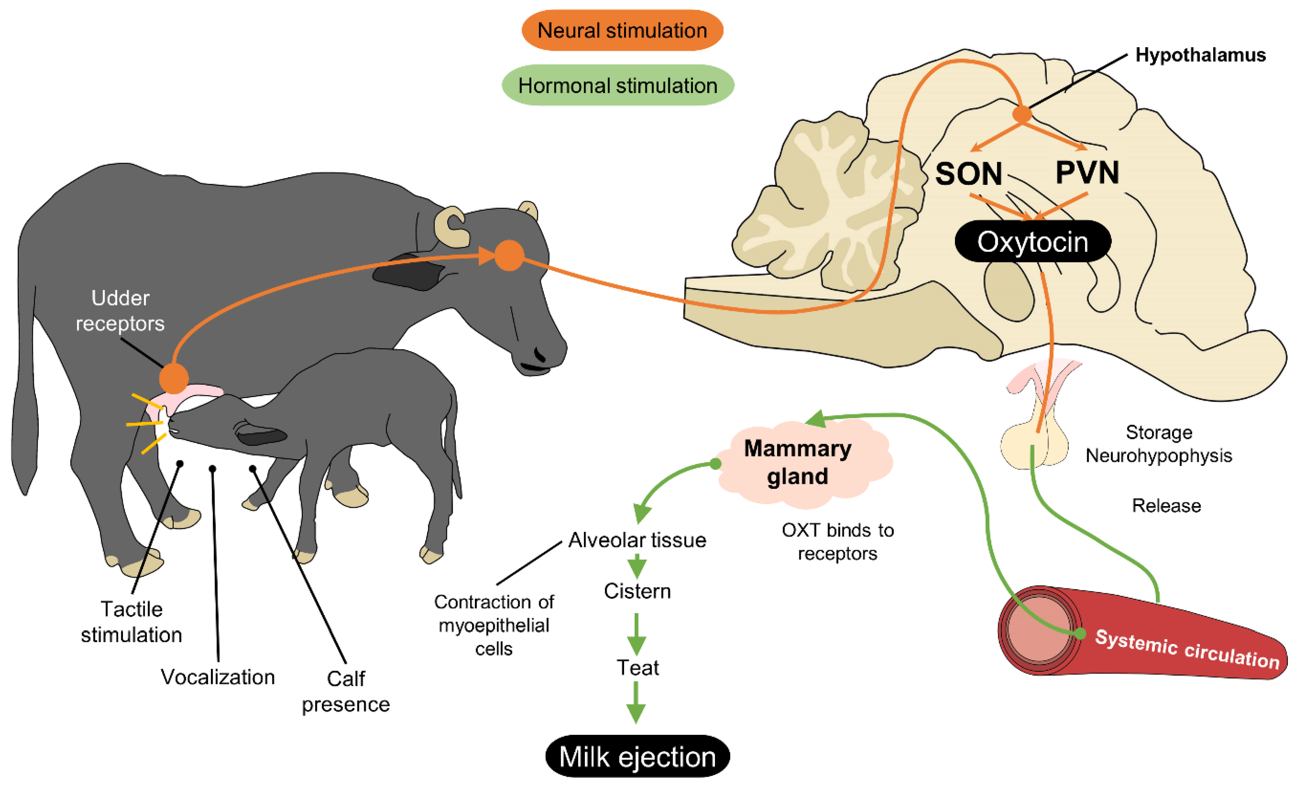Animals 12 00608 g011 Animals 12 00608 g011
