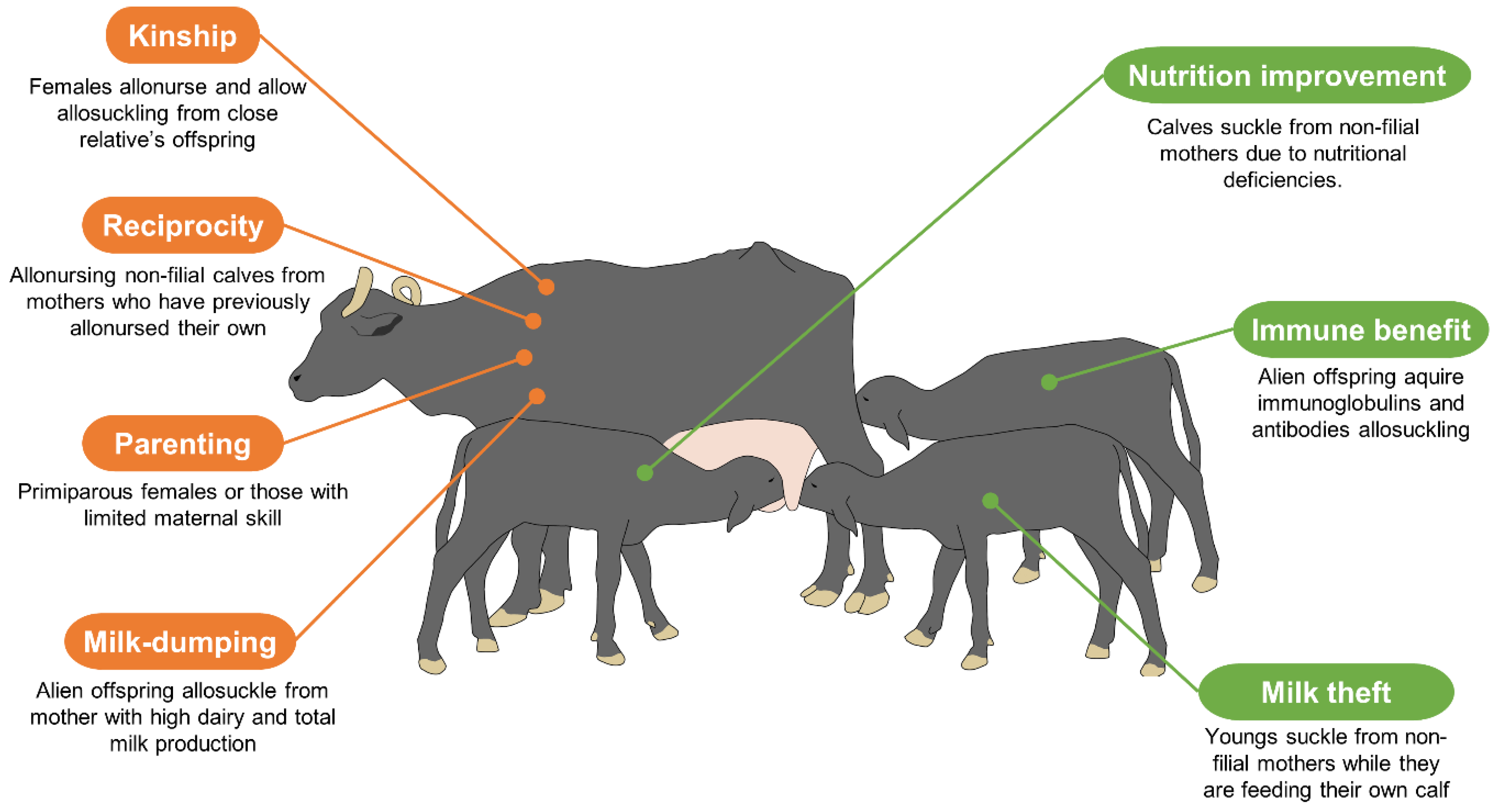 Animals | Free Full-Text | Handling and Physiological Aspects of the Dual-Purpose Water Buffalo Production System in the Mexican Humid Tropics Animals | Free Full-Text | Handling and Physiological Aspects of the Dual-Purpose Water Buffalo Production System in the Mexican Humid Tropics