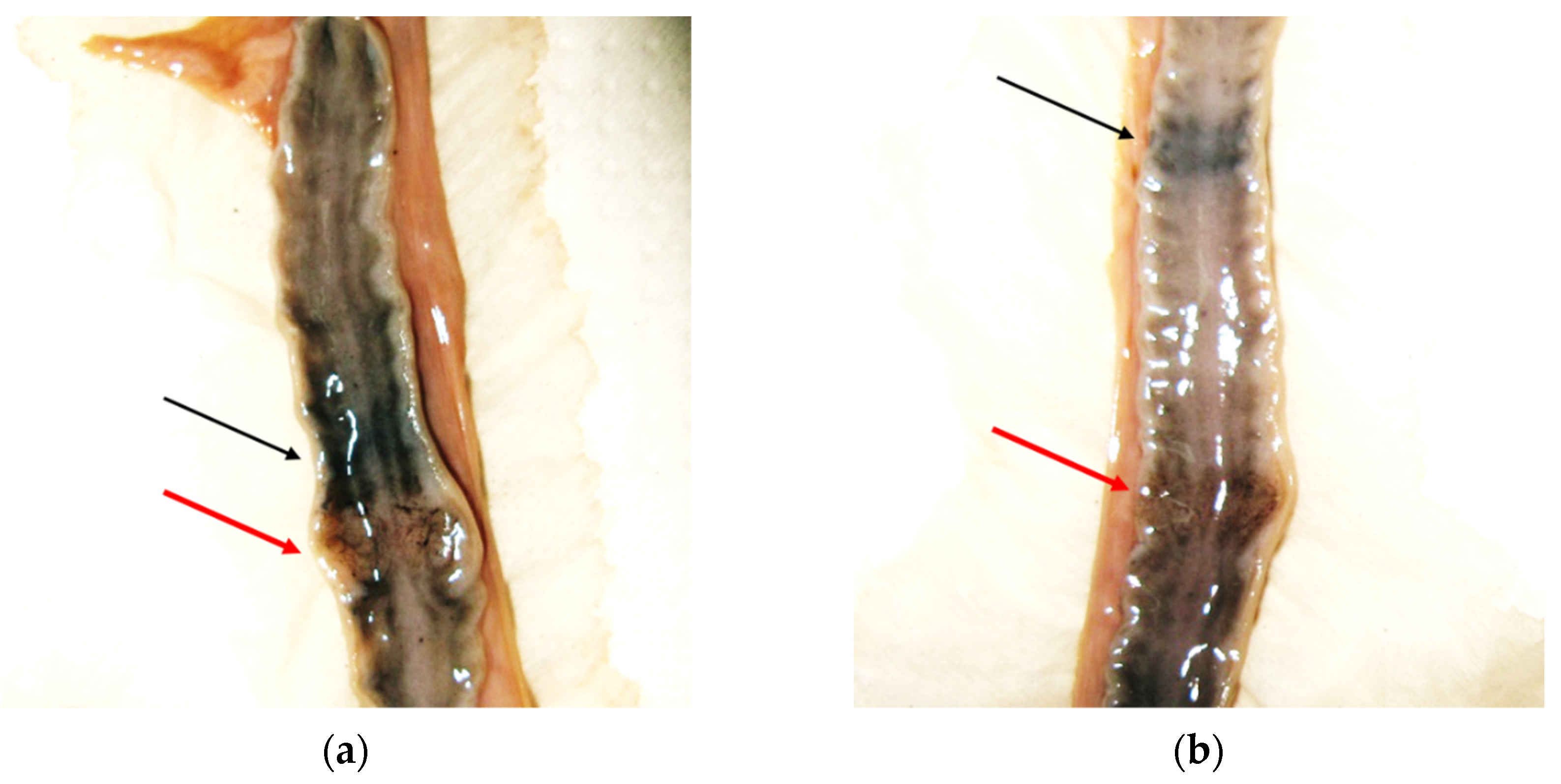 Animals 12 00609 g003 Animals 12 00609 g003