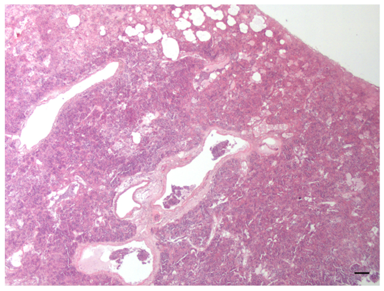 Animals 12 00609 g006 Animals 12 00609 g006