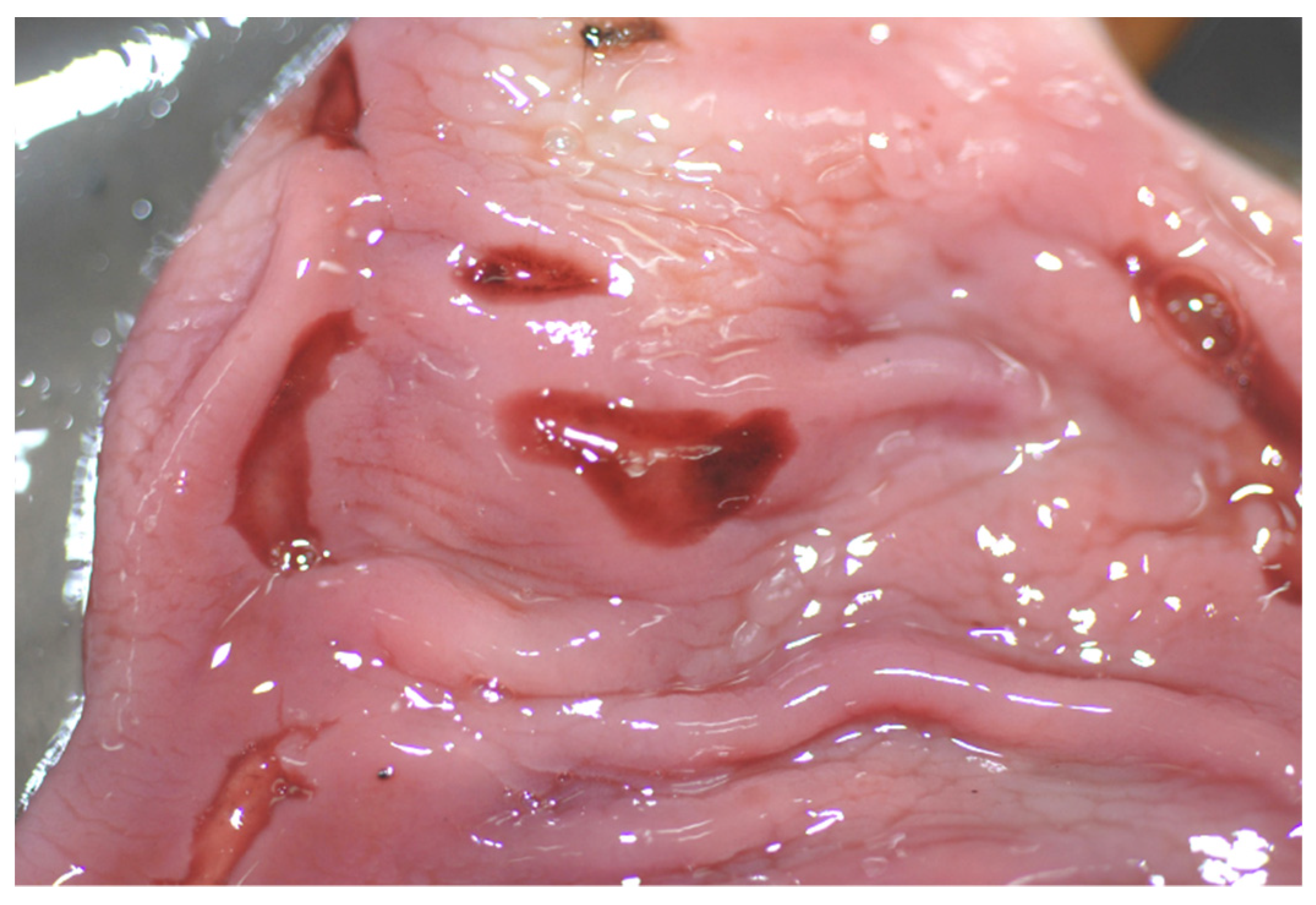 Animals 12 00609 g008 Animals 12 00609 g008