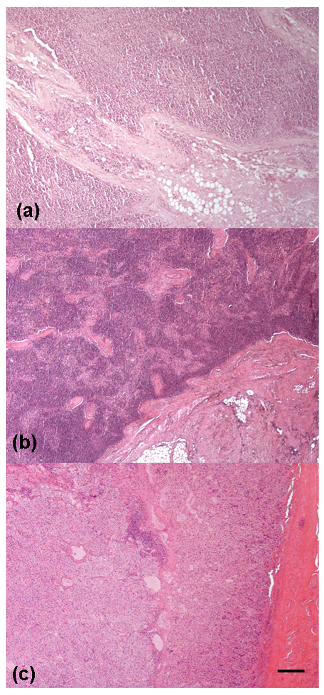 Animals 12 00609 g009 Animals 12 00609 g009