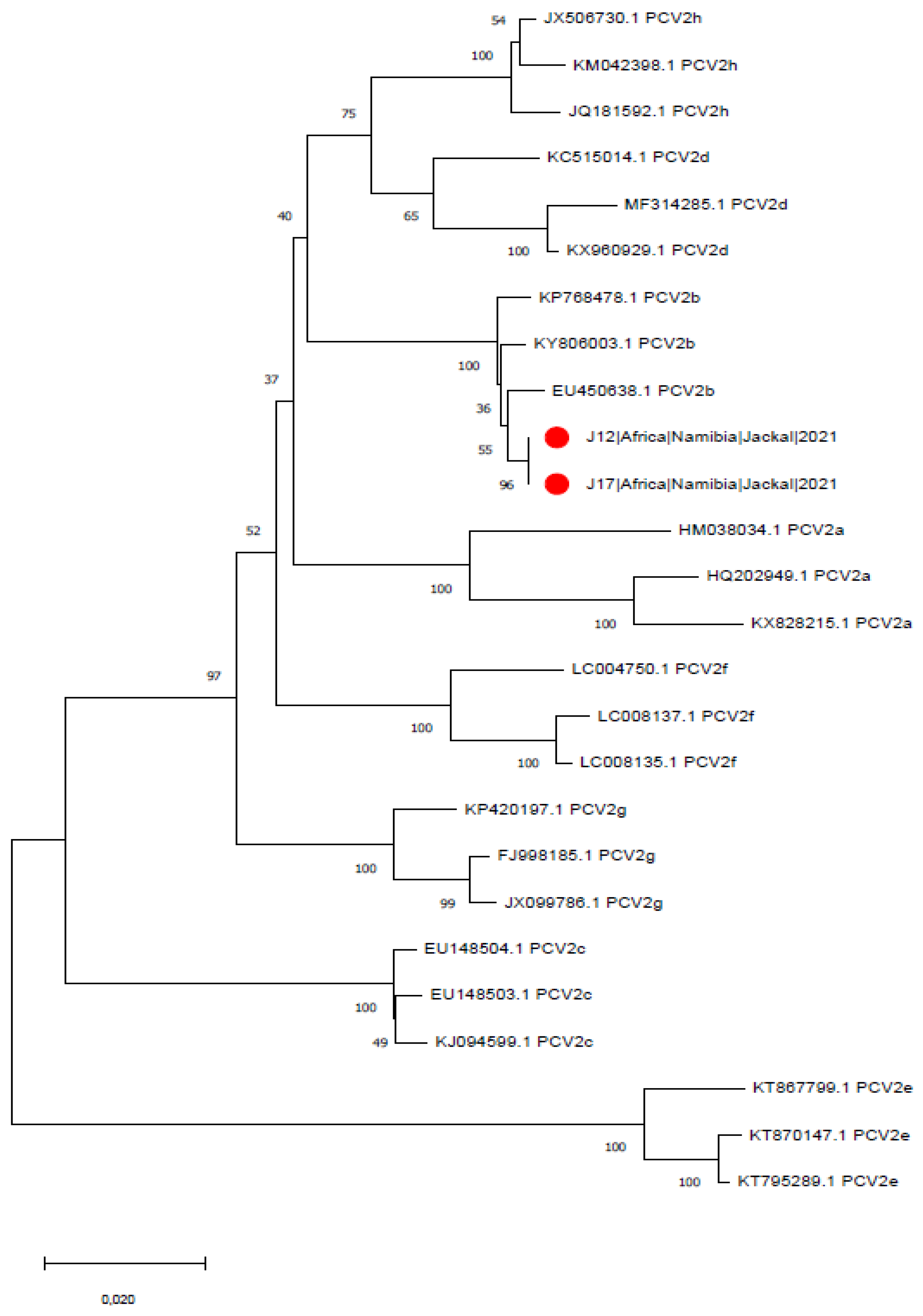 Animals 12 00620 g001