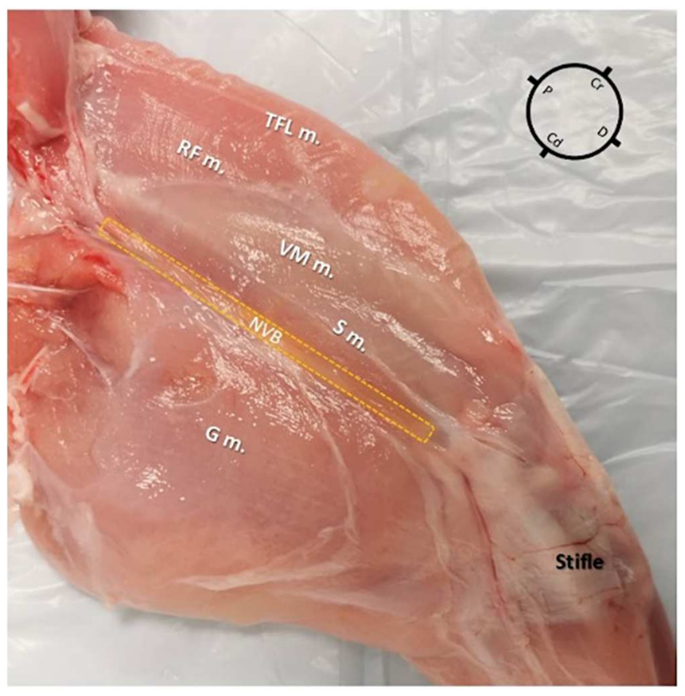 Animals 12 00624 g001 550