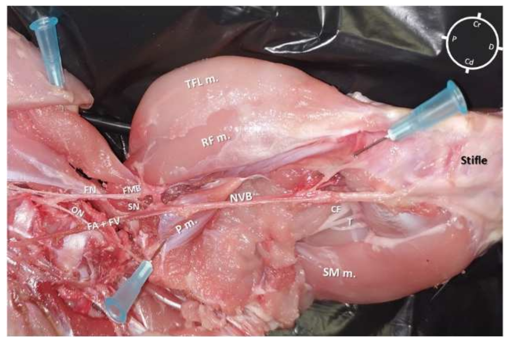 Animals 12 00624 g003 550