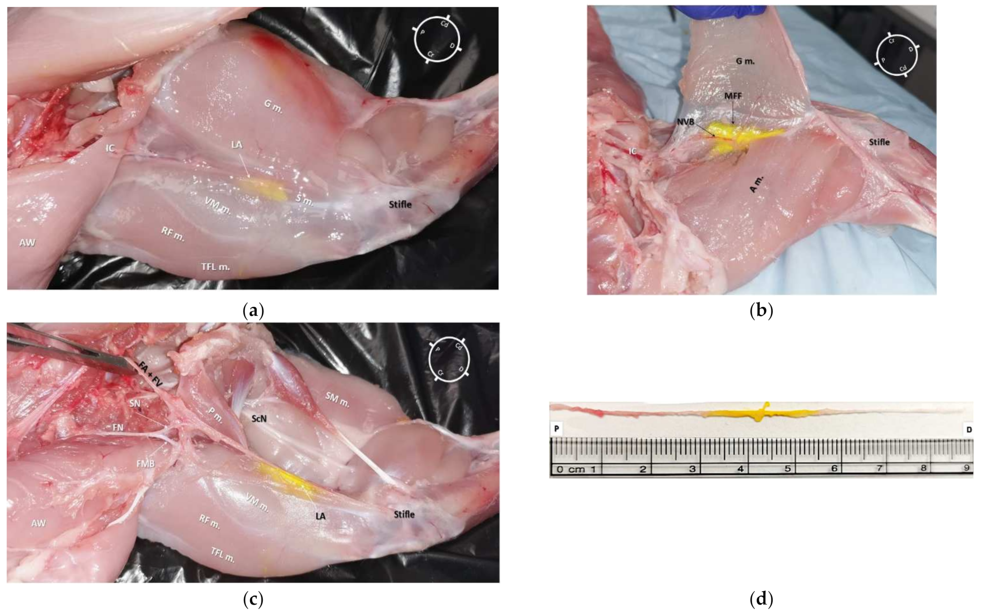 Animals 12 00624 g006 550