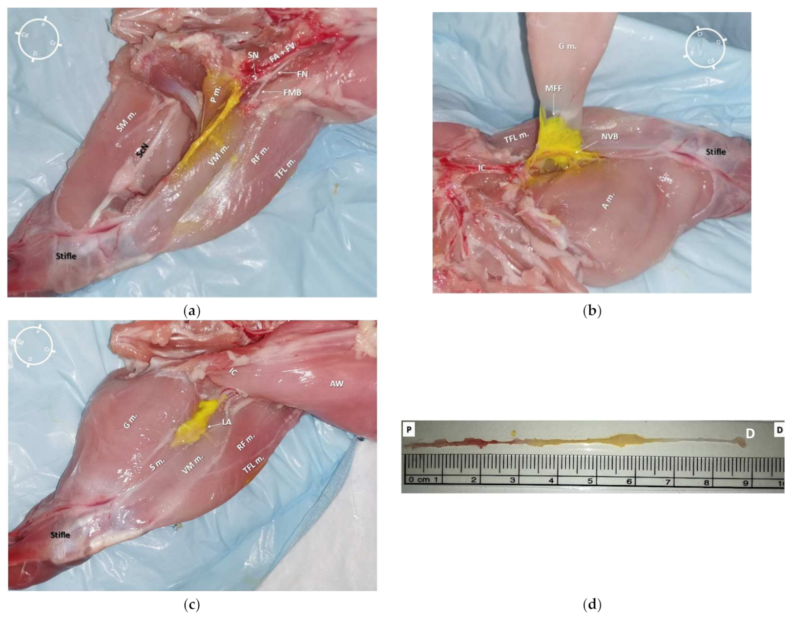 Animals 12 00624 g007 550