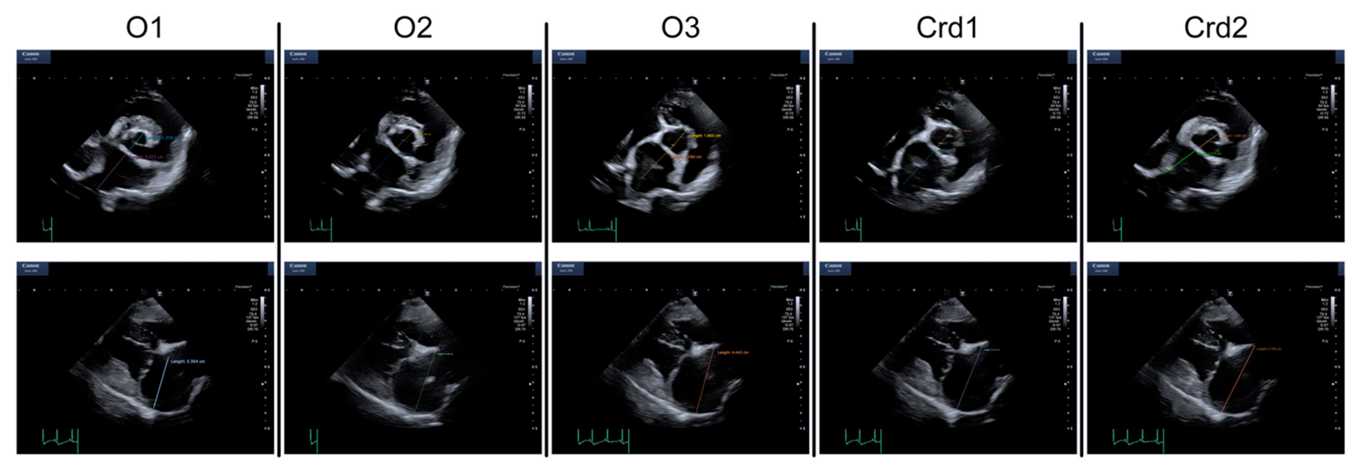 How Long Does A Dog Echocardiogram Take