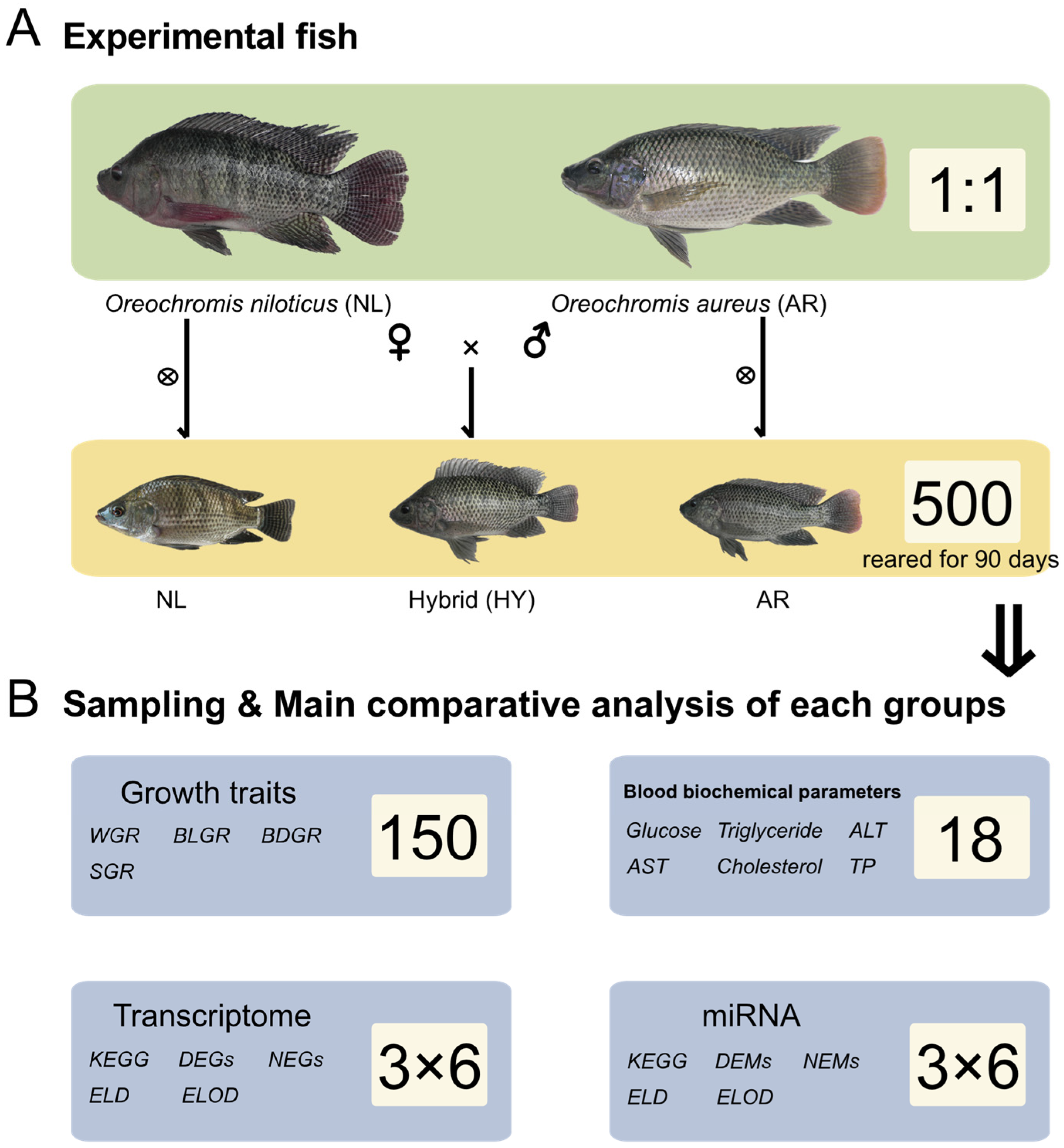 Animals Free FullText Integration of mRNA and miRNA Profiling