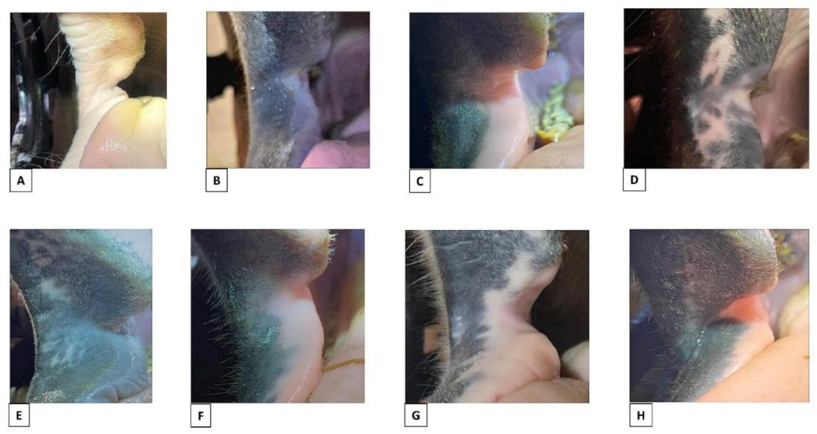 Animals 12 00643 g003 550