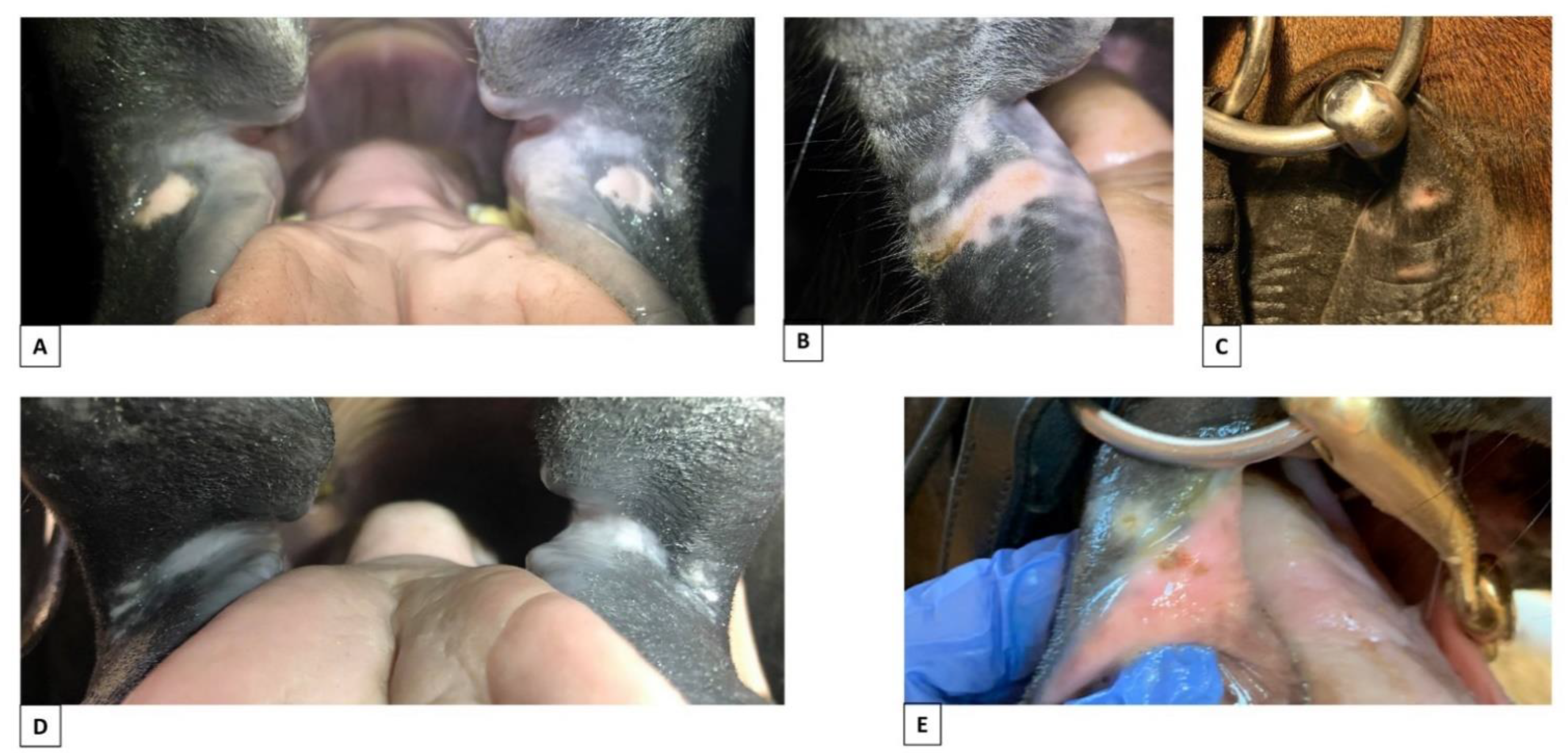 Animals 12 00643 g005 550