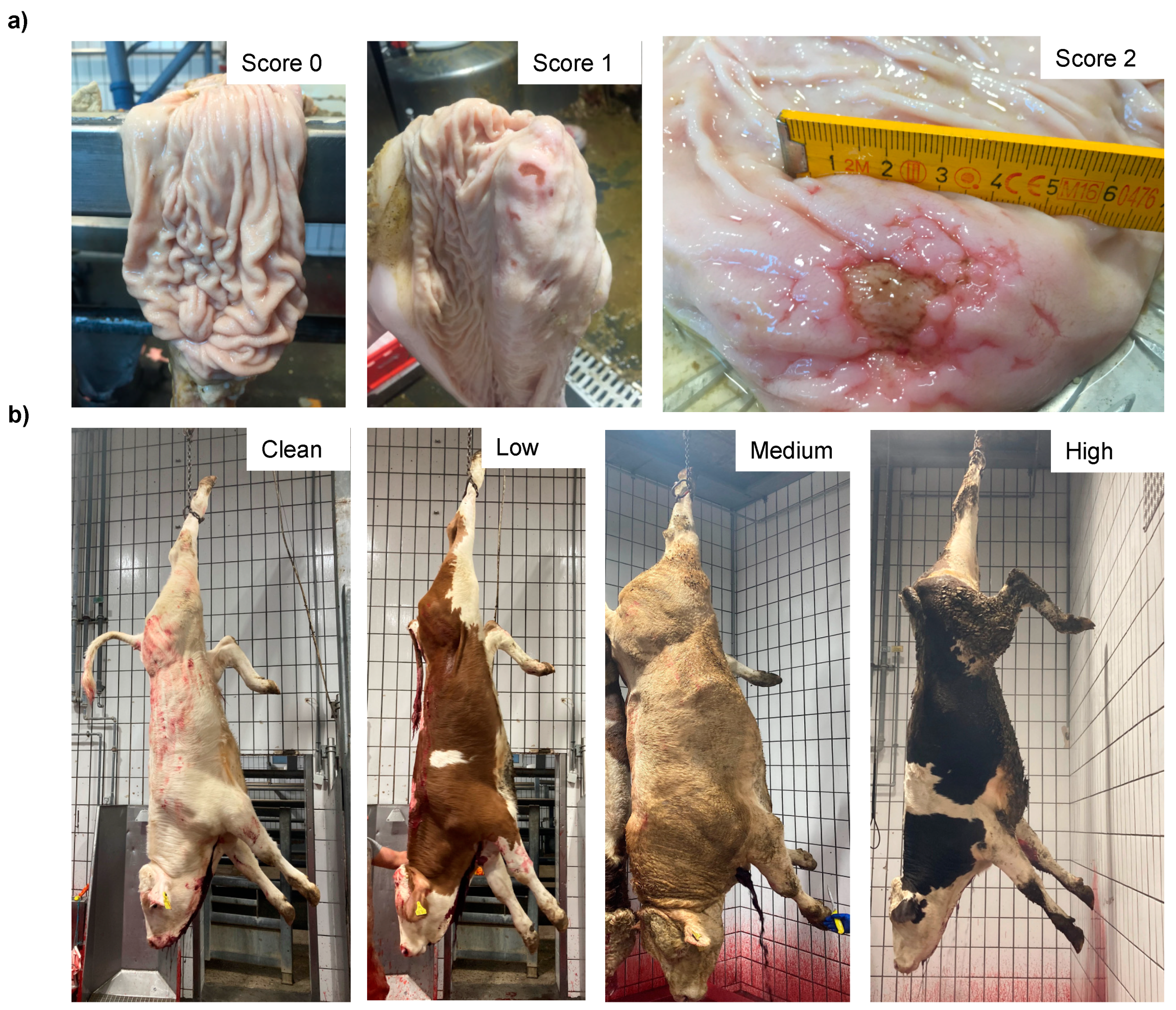 Animals | Free Full-Text | Associations between Animal Welfare Indicators and Animal-Related Factors of Slaughter Cattle in Austria Animals | Free Full-Text | Associations between Animal Welfare Indicators and Animal-Related Factors of Slaughter Cattle in Austria