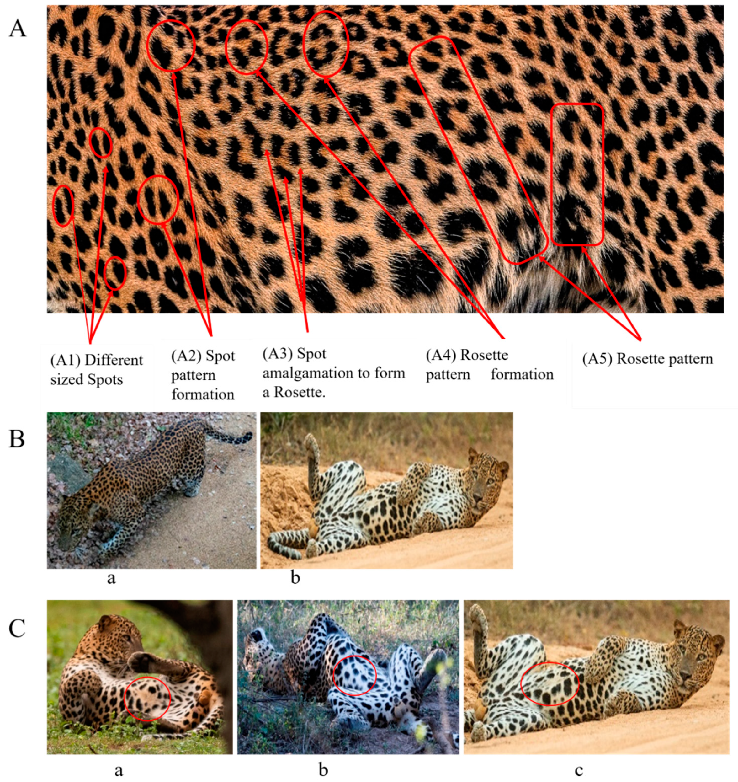 Animals | Free Full-Text | A Multi-Point Identification Approach for the Recognition of Individual Leopards (Panthera pardus kotiya) Animals | Free Full-Text | A Multi-Point Identification Approach for the Recognition of Individual Leopards (Panthera pardus kotiya)