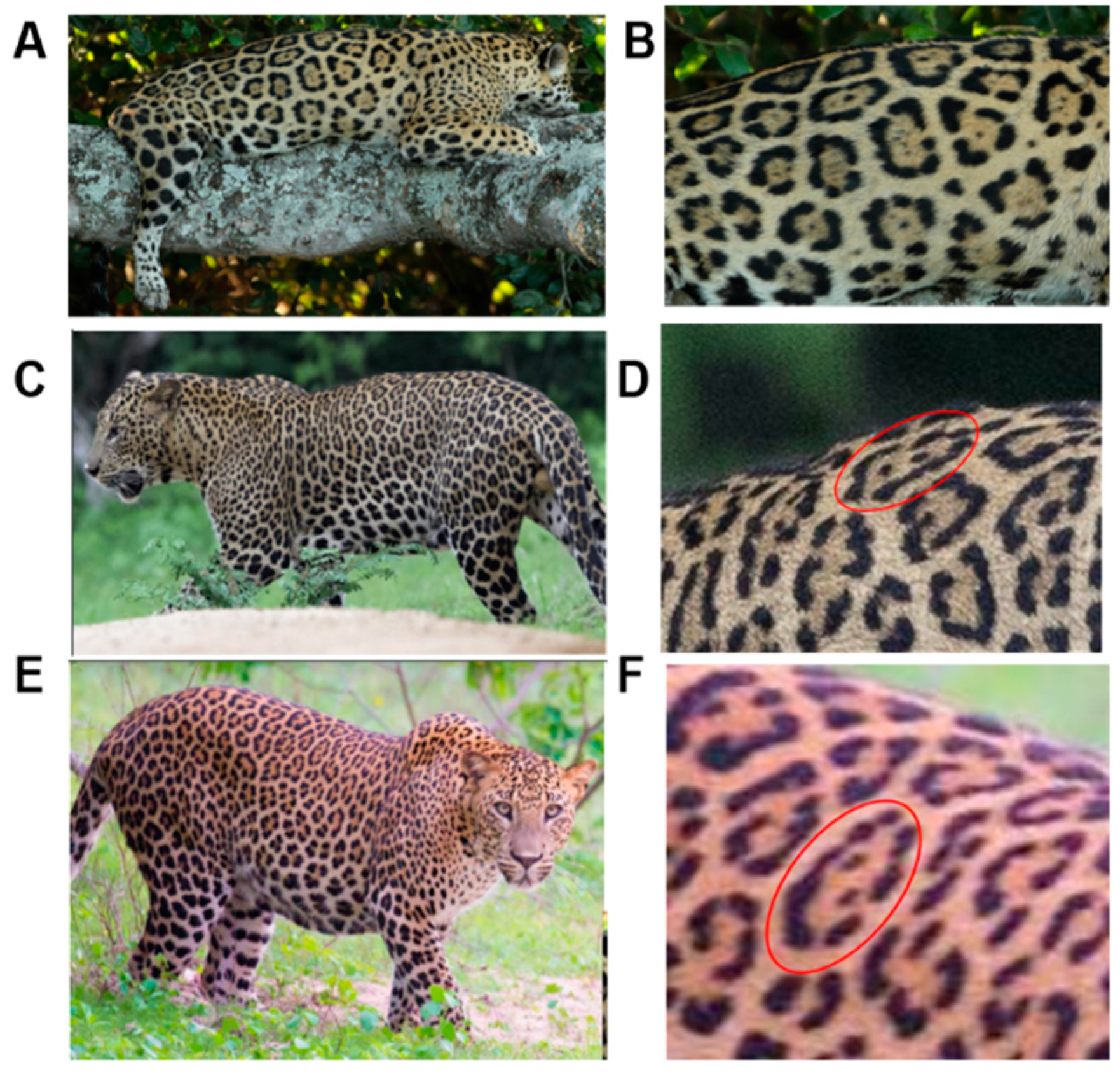 Animals | Free Full-Text | A Multi-Point Identification Approach for the  Recognition of Individual Leopards (Panthera pardus kotiya)