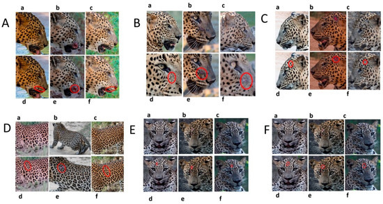 Animals | Free Full-Text | A Multi-Point Identification Approach