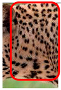 Animals 12 00660 i005