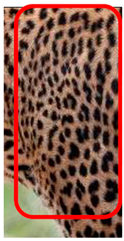Animals 12 00660 i006