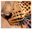 Animals 12 00660 i018
