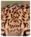 Animals 12 00660 i040