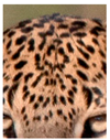 Animals 12 00660 i046