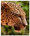 Animals 12 00660 i058