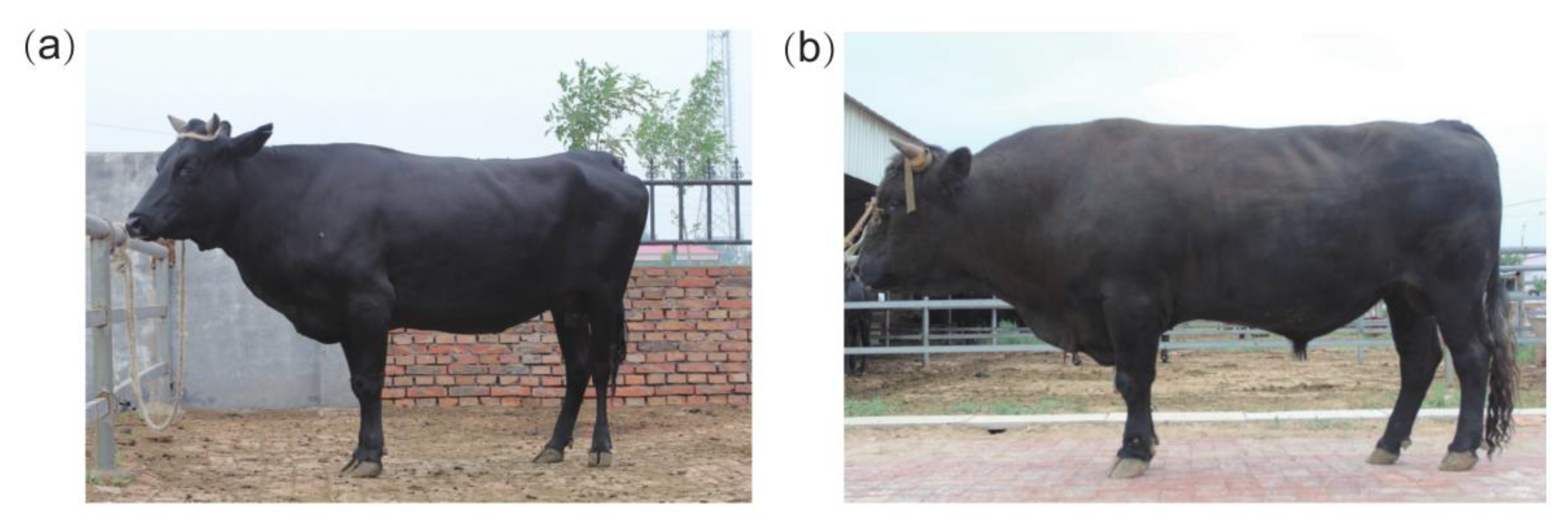 Animals 12 00665 g001 550