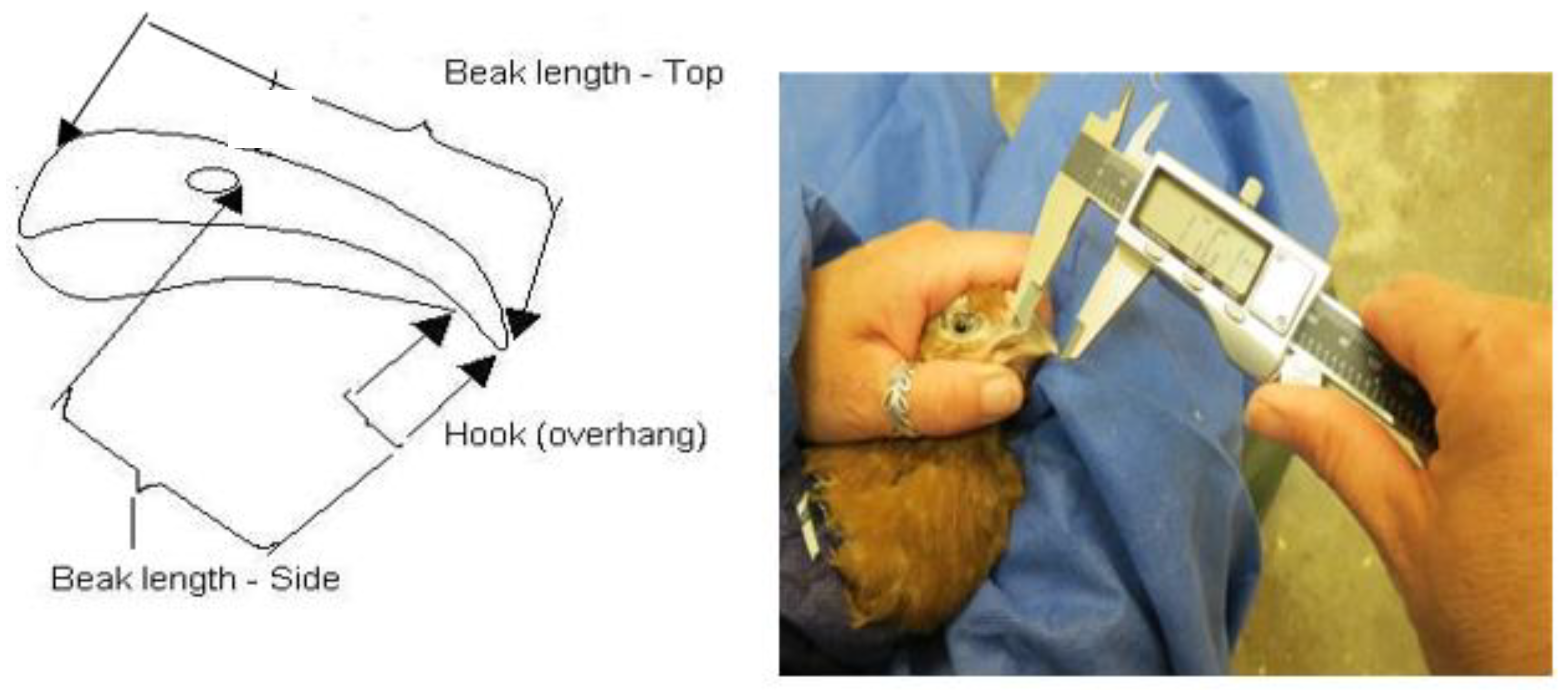 Animals 12 00674 g002 550