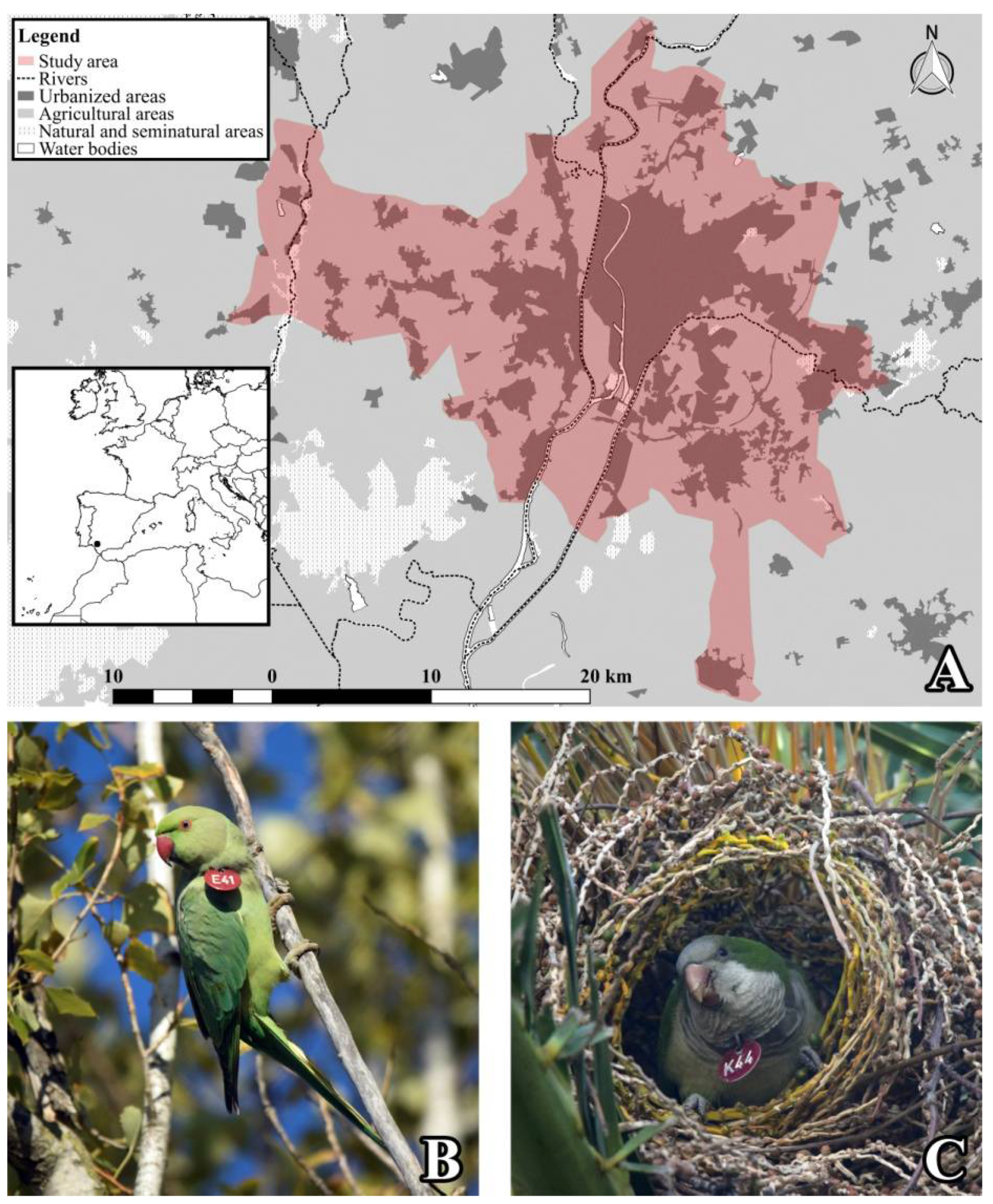 Innovative nesting behaviors recorded in an invasive rose-ringed... |  Download Scientific Diagram