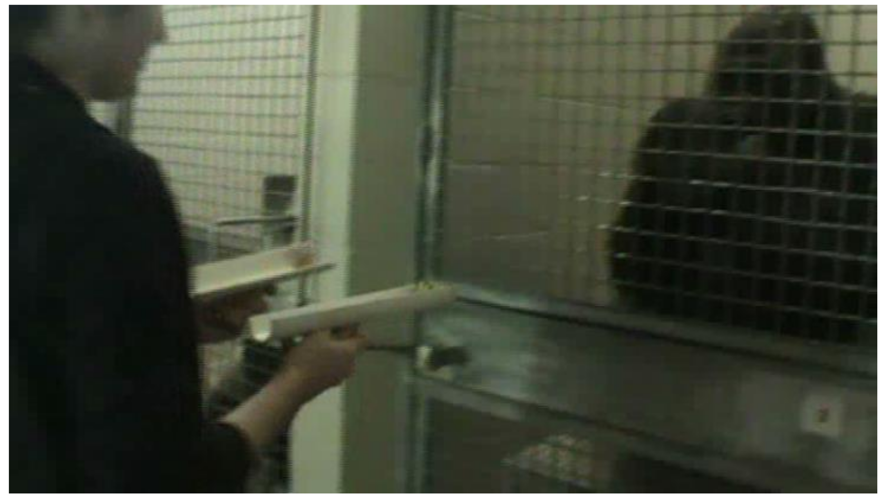 Animals 12 00685 g002