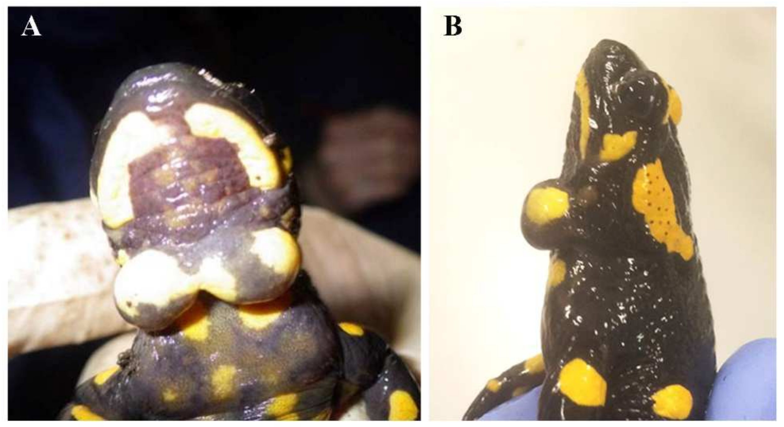 Animals 12 00696 g001