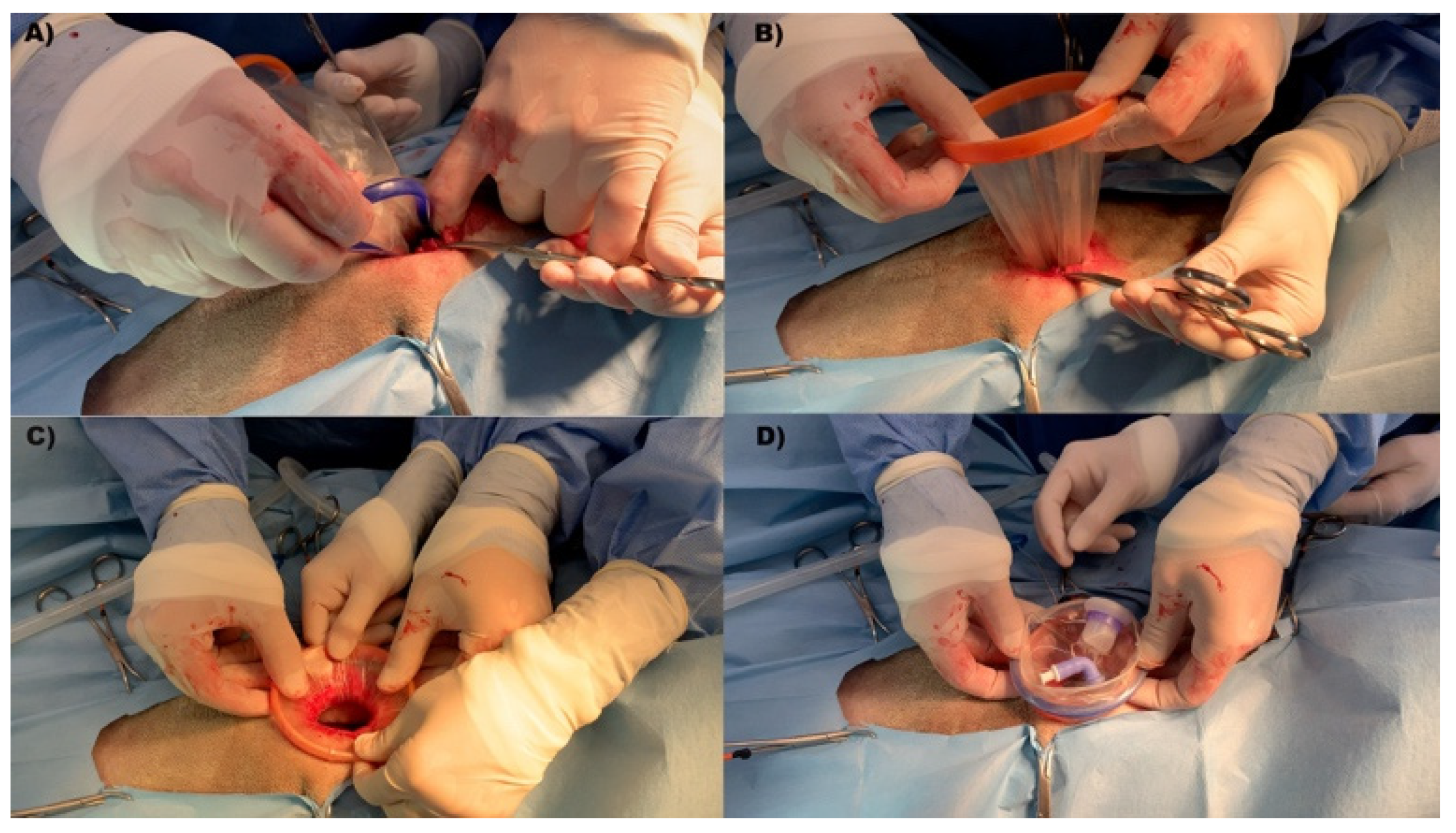 Animals 12 00700 g002