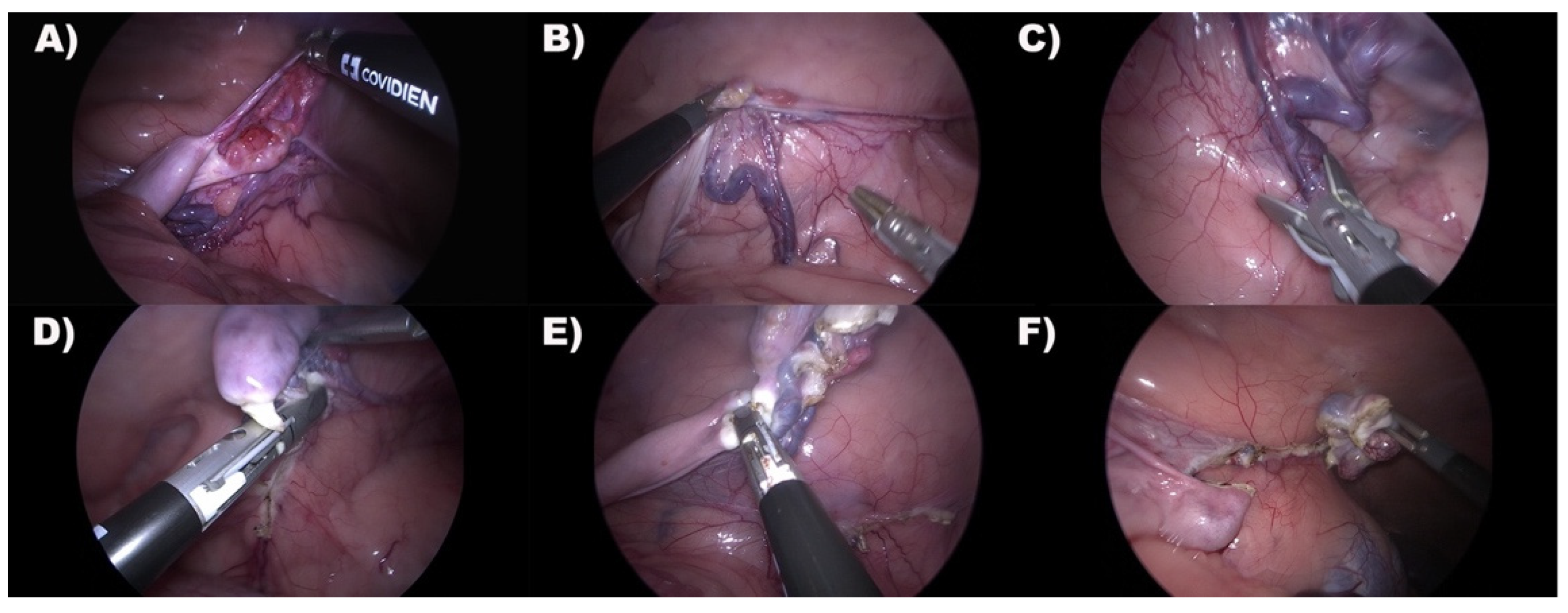 Animals 12 00700 g004